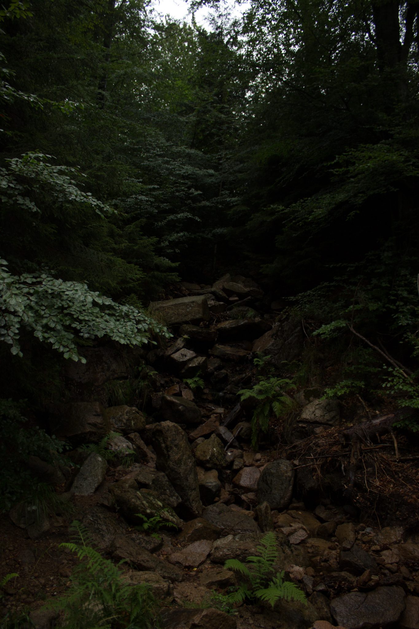 Wanderung Brocken über Heinrich-Heine-Weg Start in Ilsenburg, Nationalpark Harz, schöner Wanderweg im Wald entlang des Fluß Ilse, atmosphärisch, herrliche frische Luft