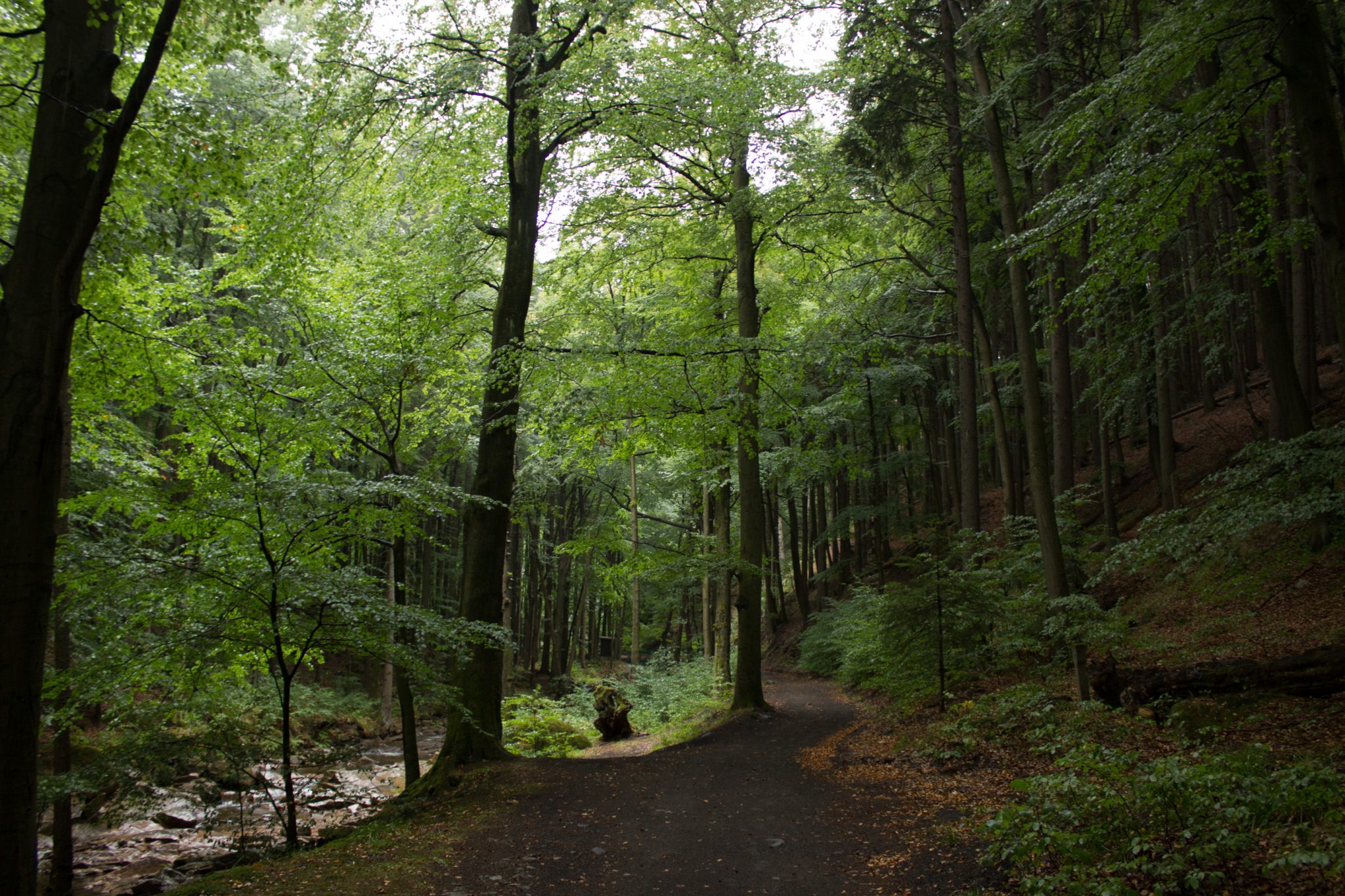 Wanderung Brocken über Heinrich-Heine-Weg Start in Ilsenburg, Nationalpark Harz, schöner Wanderweg im Wald entlang des Fluß Ilse, atmosphärisch, herrliche frische Luft, viele Laubbäume