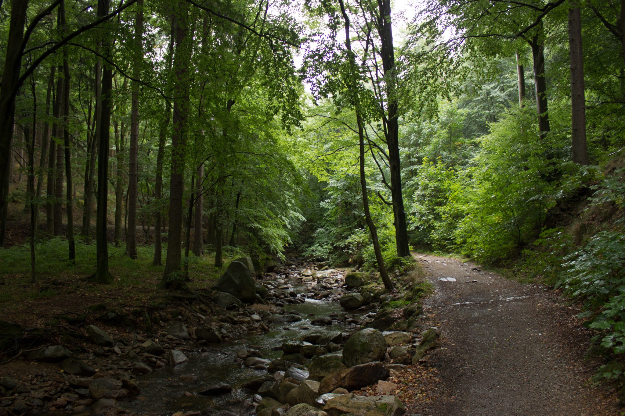 Wanderung Brocken über Heinrich-Heine-Weg, Start in Ilsenburg, Nationalpark Harz, schöner Wanderweg im Wald entlang des Fluß Ilse, atmosphärisch, herrliche frische Luft, viele Laubbäume