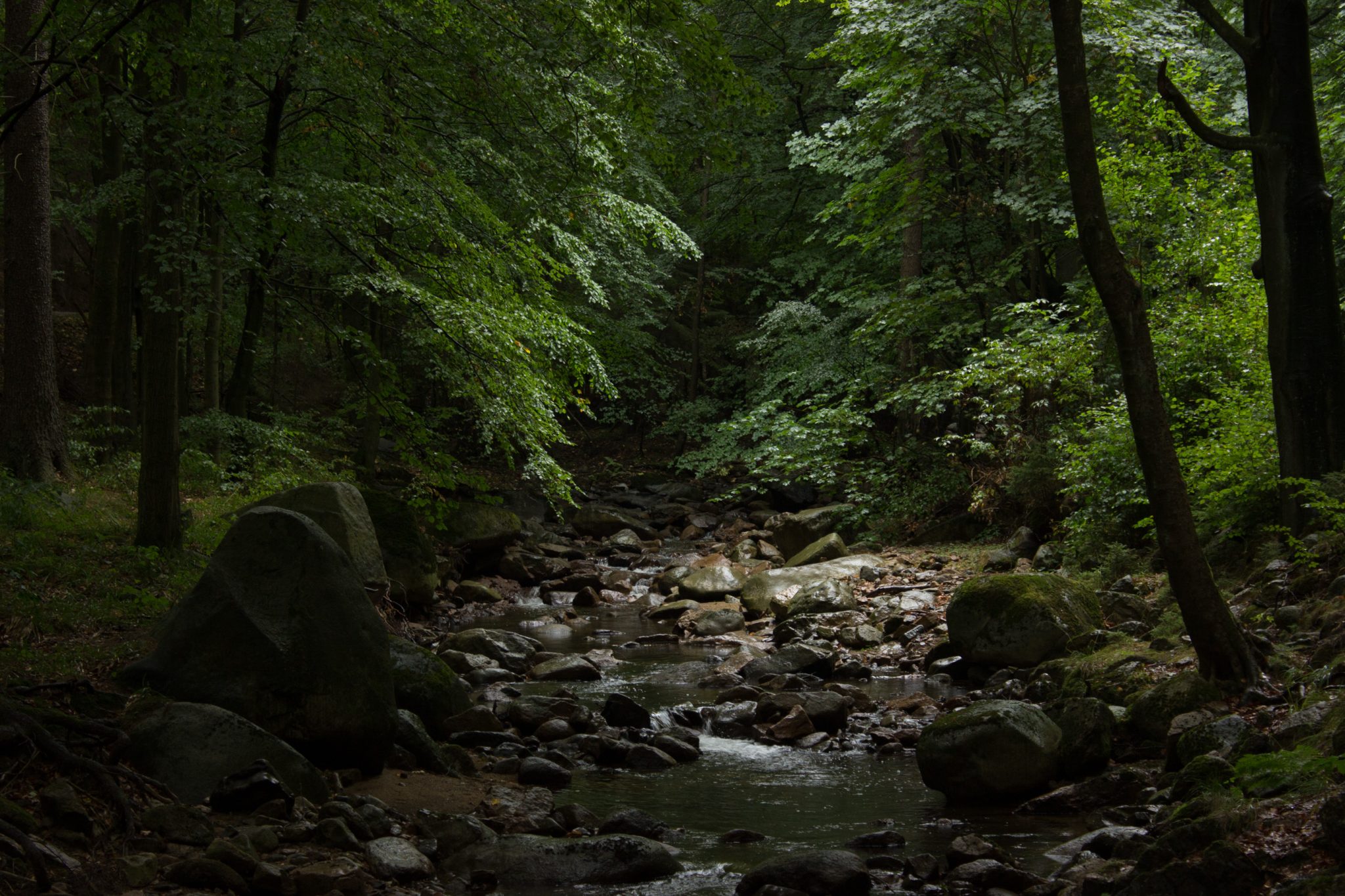 Wanderung Brocken über Heinrich-Heine-Weg, Start in Ilsenburg, Nationalpark Harz, schöner Wanderweg im Wald entlang des Fluß Ilse, atmosphärisch, herrliche frische Luft, viele Laubbäume