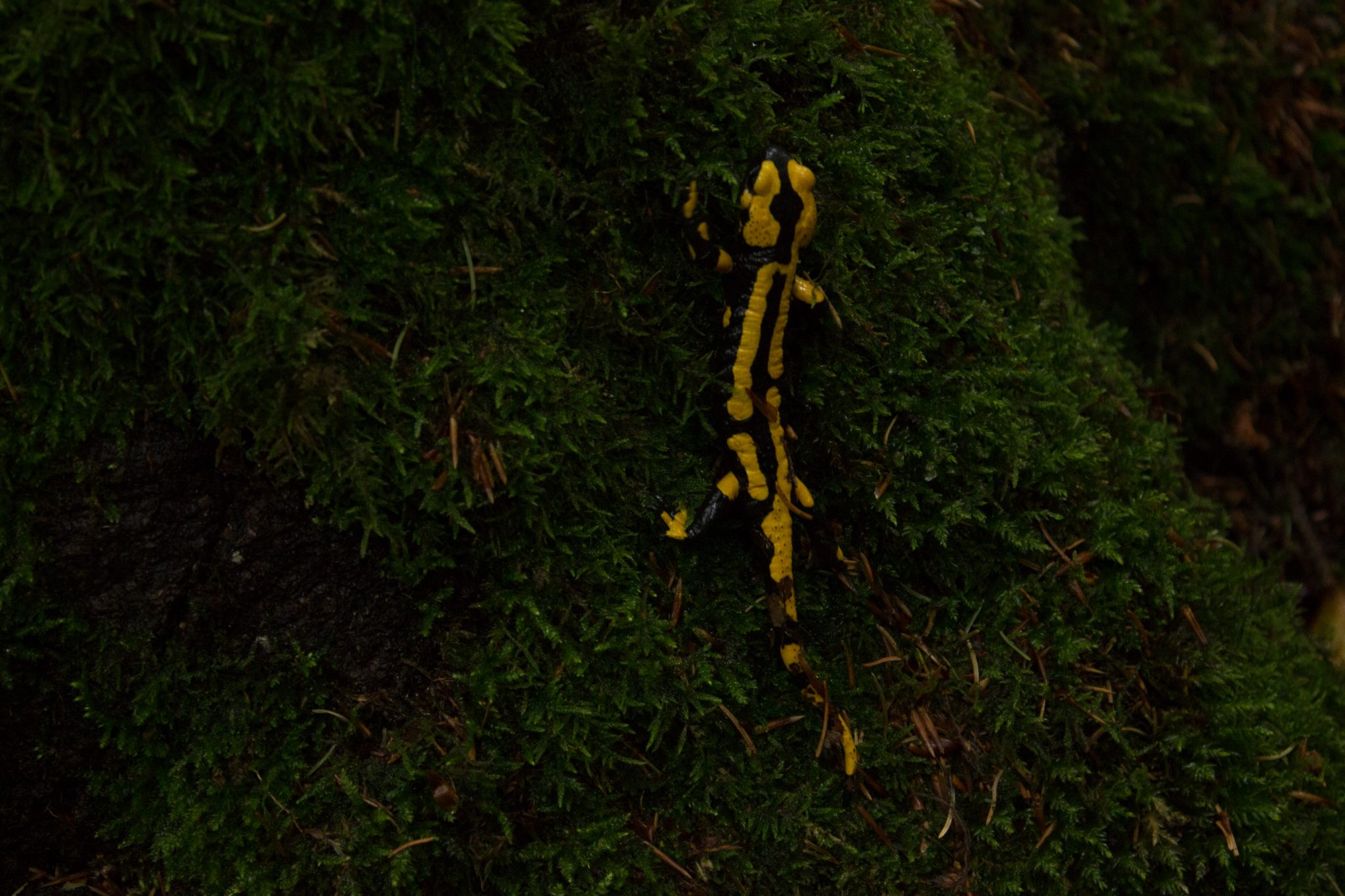 Wanderung Brocken über Heinrich-Heine-Weg Start in Ilsenburg, Nationalpark Harz, gelb schwarzer Feuersalamander direkt am Wegesrand