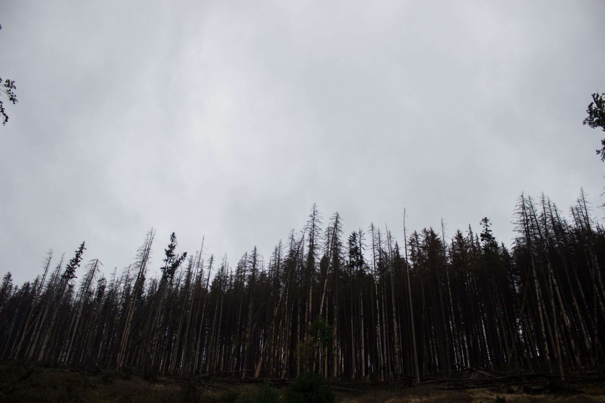 Wanderung Brocken über Heinrich-Heine-Weg Start in Ilsenburg, Nationalpark Harz, von Borkenkäfer zerstörter Wald, triste Stimmung
