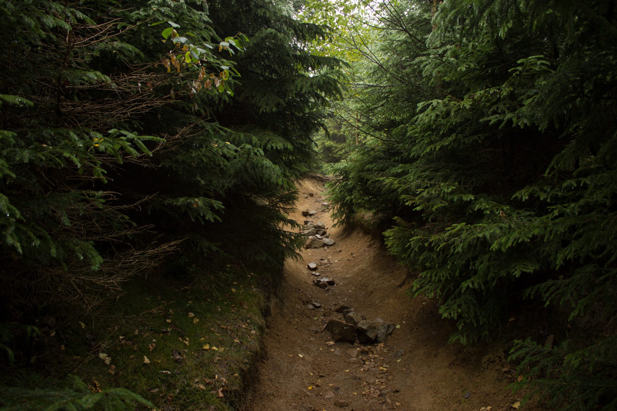 Wanderung Brocken über Heinrich-Heine-Weg, Start in Ilsenburg, Nationalpark Harz, schöner Wanderweg im Wald, atmosphärisch, herrliche frische Luft, über Stock und Stein über schmalen Pfad