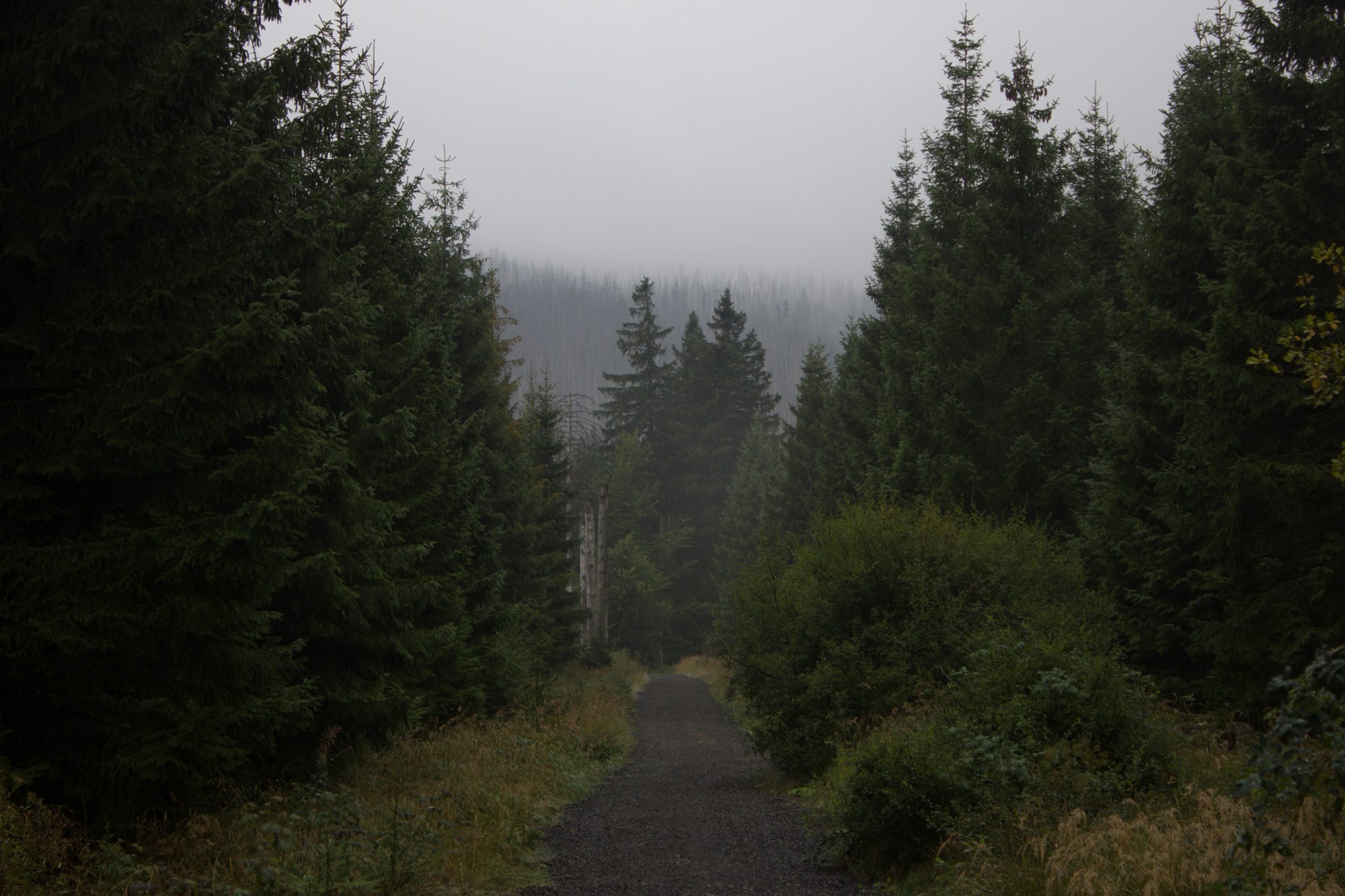 Wanderung Brocken über Heinrich-Heine-Weg Start in Ilsenburg, Nationalpark Harz, triste Stimmung, steiniger Weg zum Brocken. ringsum Wald