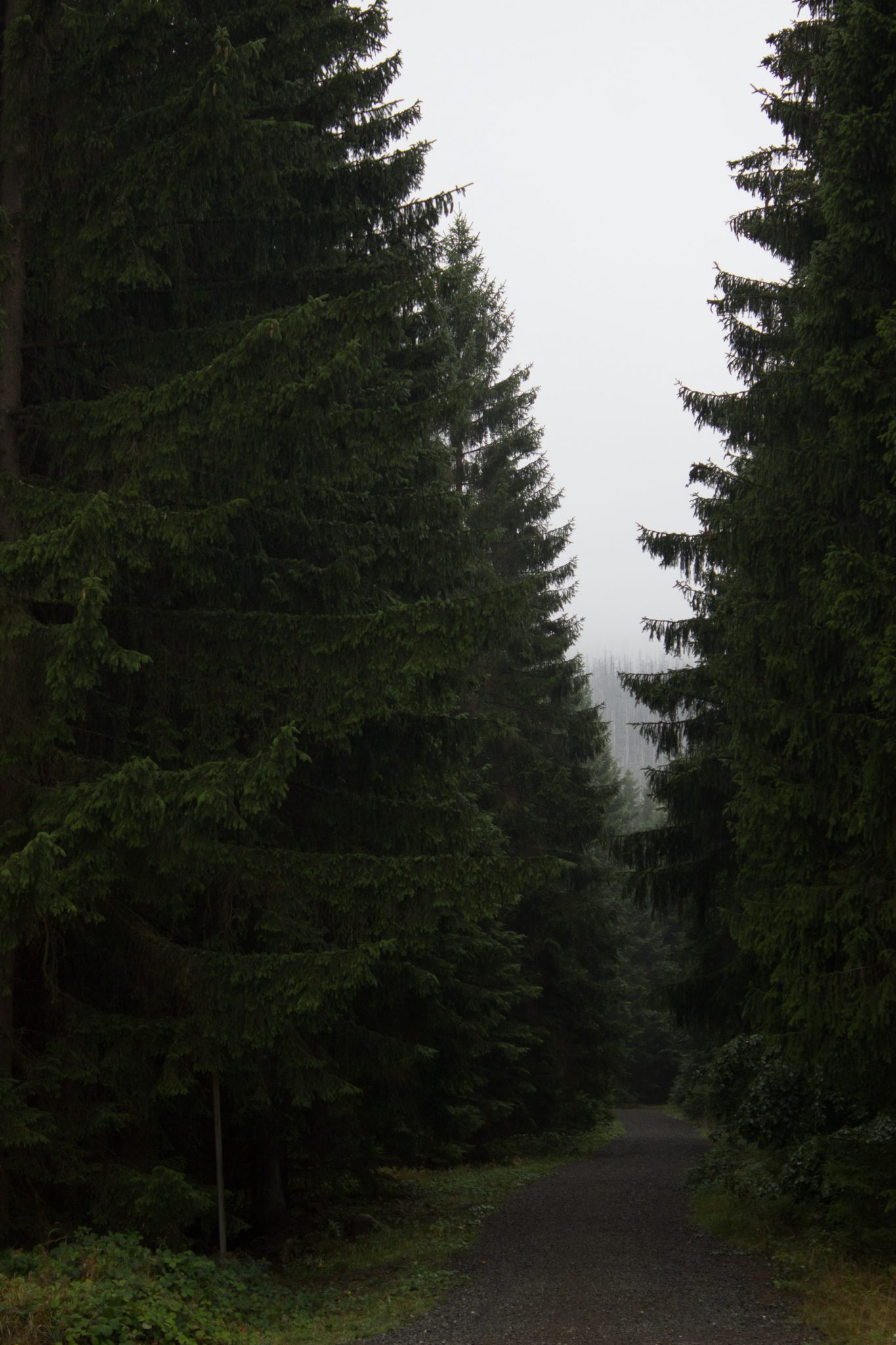 Wanderung Brocken über Heinrich-Heine-Weg Start in Ilsenburg, Nationalpark Harz, triste Stimmung, steiniger Weg zum Brocken. ringsum Wald mit hohen Tannen