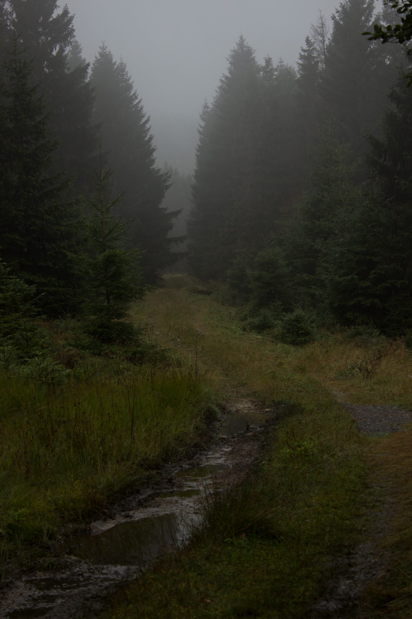 Wanderung Brocken über Heinrich-Heine-Weg Start in Ilsenburg, Nationalpark Harz, triste Stimmung, steiniger Weg zum Brocken. ringsum Wald mit hohen Tannen, regnerisch, schöne einsame Atmosphäre