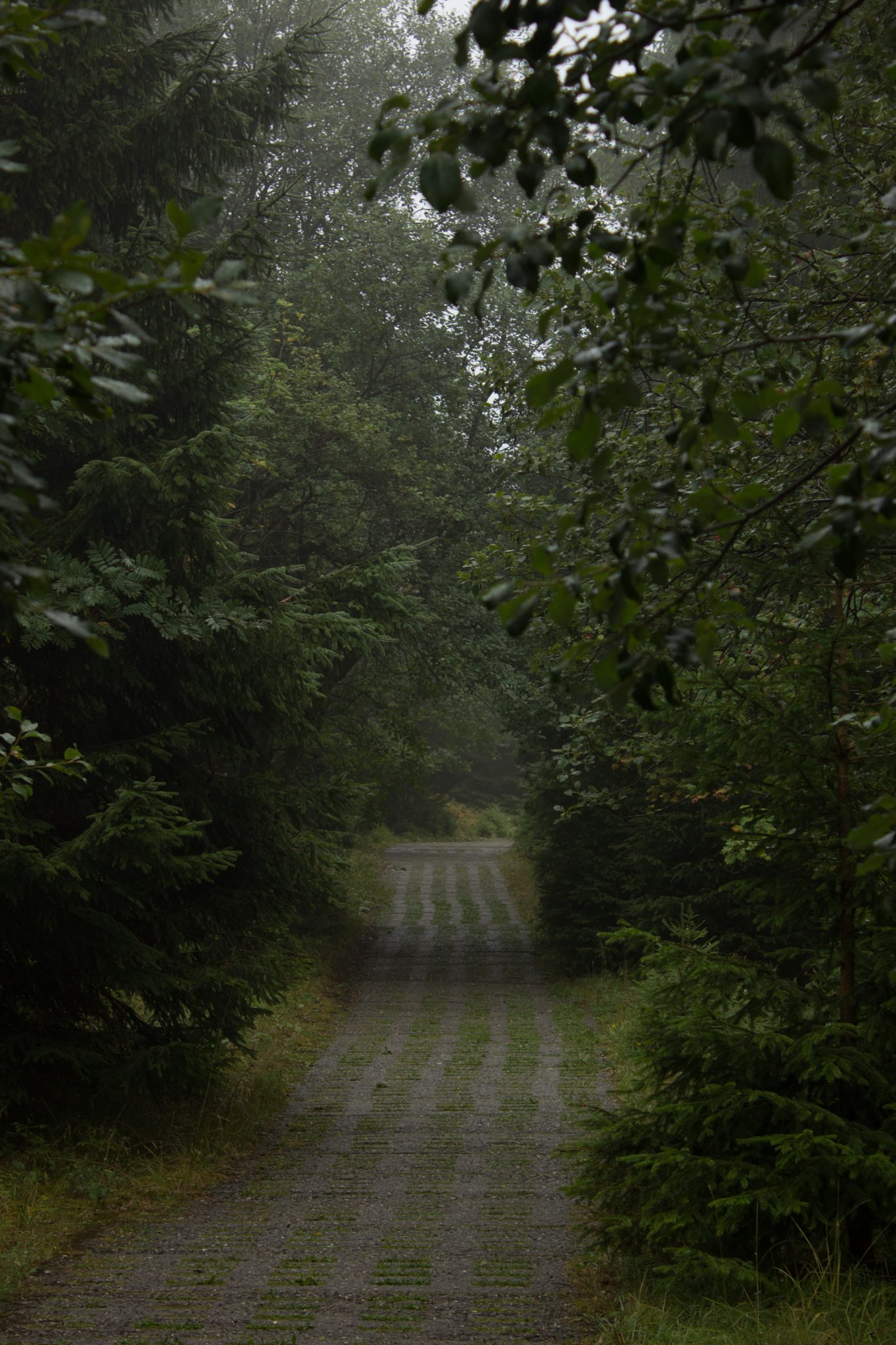 Wanderung Brocken über Heinrich-Heine-Weg Start in Ilsenburg, Nationalpark Harz, triste Stimmung, Weg zum Brocken über alte Militärstraße, ringsum Wald mit hohen Bäumen, regnerisch, schöne einsame Atmosphäre