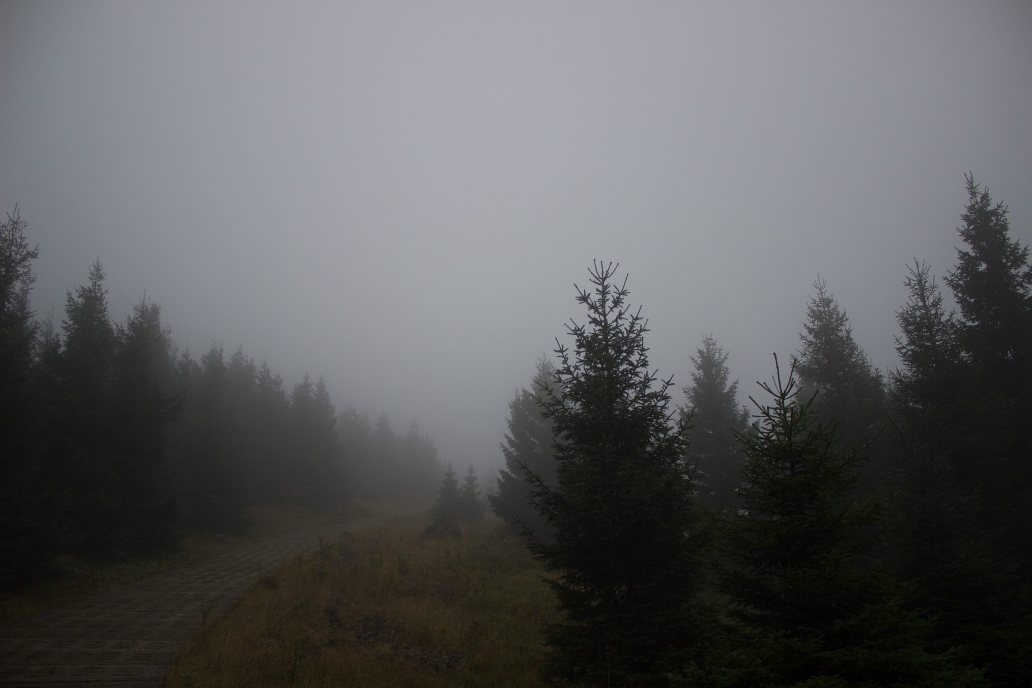 Wanderung Brocken über Heinrich-Heine-Weg Start in Ilsenburg, Nationalpark Harz, triste Stimmung, Weg zum Brocken über alte Militärstraße, ringsum Wald mit hohen Bäumen, regnerisch, schöne einsame Atmosphäre