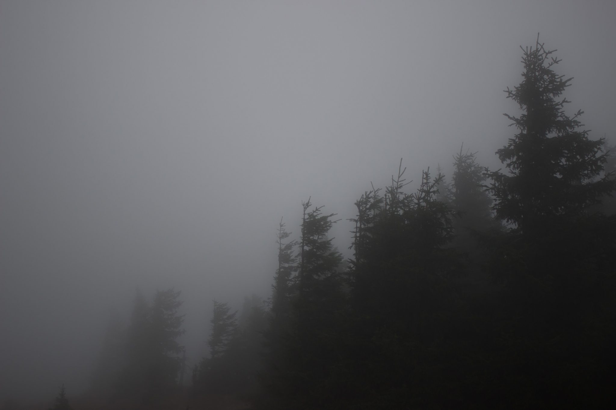 Wanderung Brocken über Heinrich-Heine-Weg Start in Ilsenburg, Nationalpark Harz, triste Stimmung, Weg zum Brocken über alte Militärstraße, ringsum Wald mit hohen Bäumen, regnerisch, sehr neblig, schöne einsame Atmosphäre