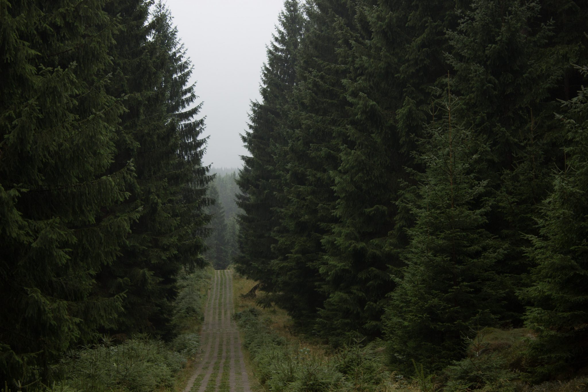 Wanderung Brocken über Heinrich-Heine-Weg Start in Ilsenburg, Nationalpark Harz, triste Stimmung, Weg zum Brocken über alte Militärstraße, ringsum Wald mit hohen Bäumen, regnerisch, schöne einsame Atmosphäre