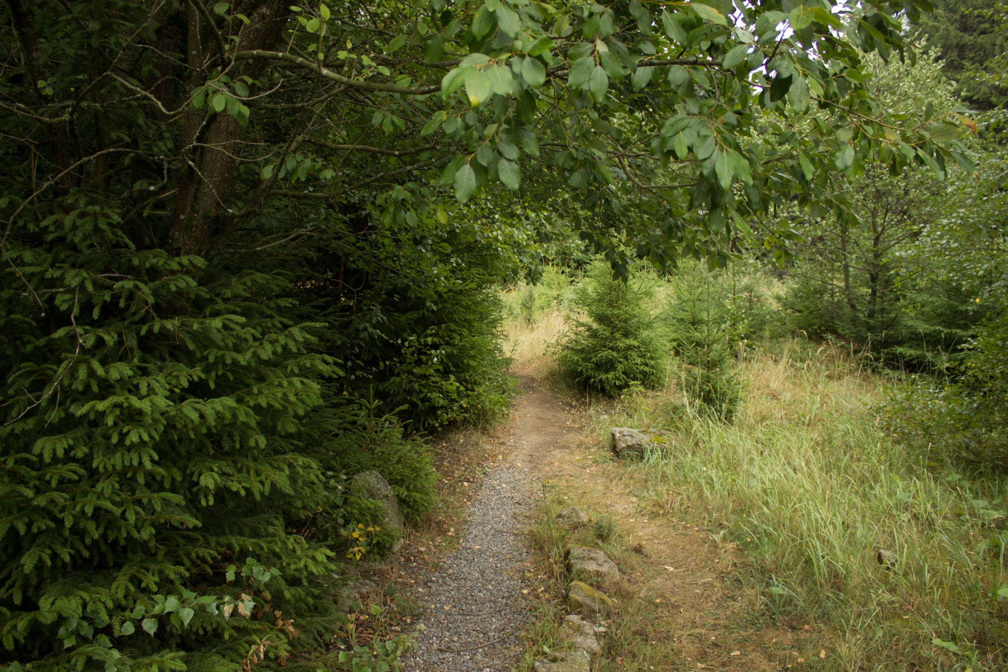 Wanderung Brocken über Heinrich-Heine-Weg Start in Ilsenburg, Nationalpark Harz, schmaler schöner Pfad zum Scharfenstein