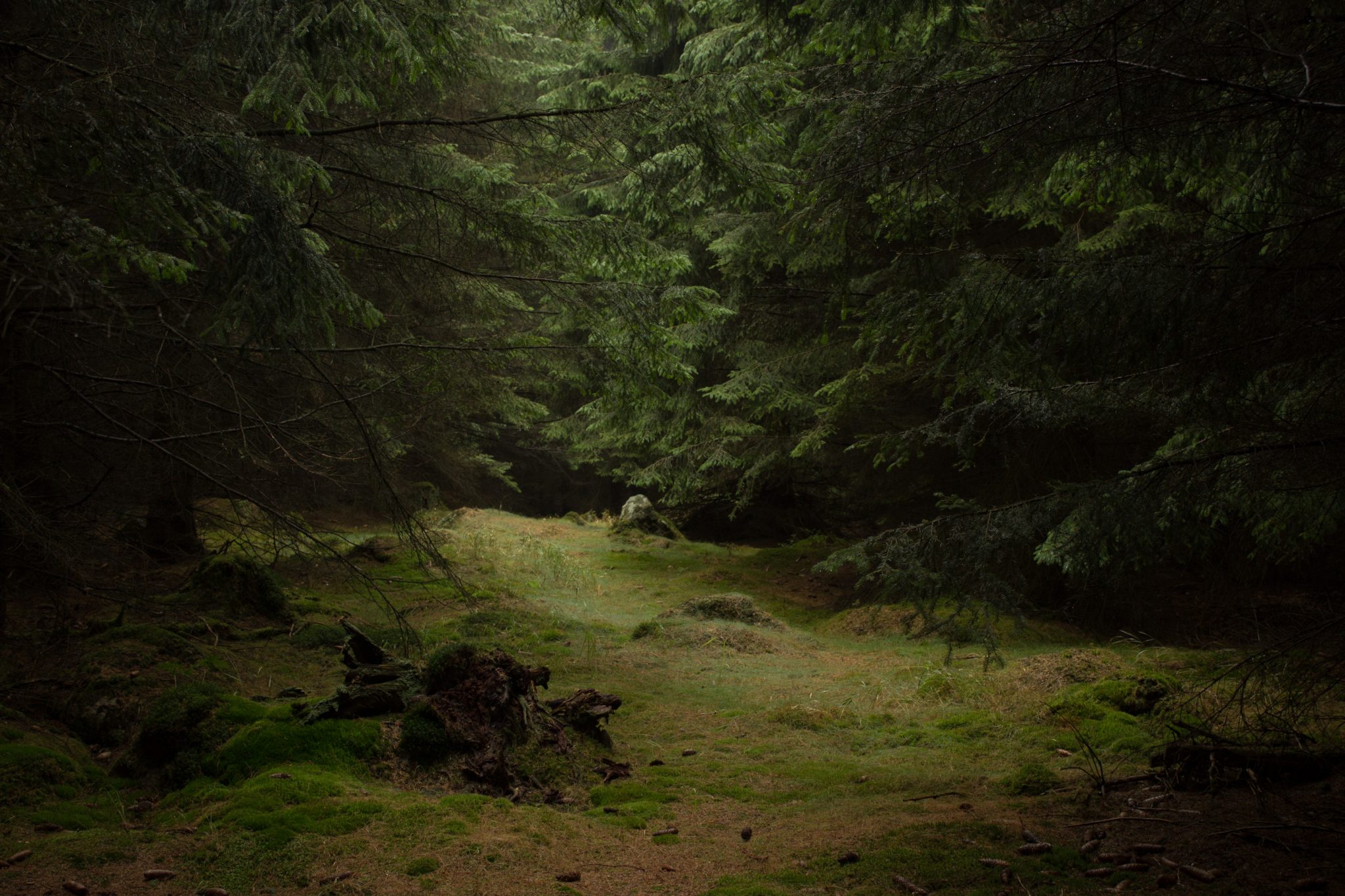 Wanderung Brocken über Heinrich-Heine-Weg Start in Ilsenburg, Nationalpark Harz, schmaler schöner Pfad zum Scharfenstein durch dichten Wald