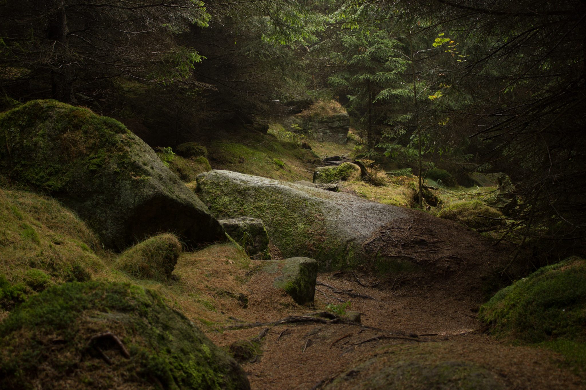 Wanderung Brocken über Heinrich-Heine-Weg Start in Ilsenburg, Nationalpark Harz, schmaler schöner Pfad zum Scharfenstein durch dichten Wald