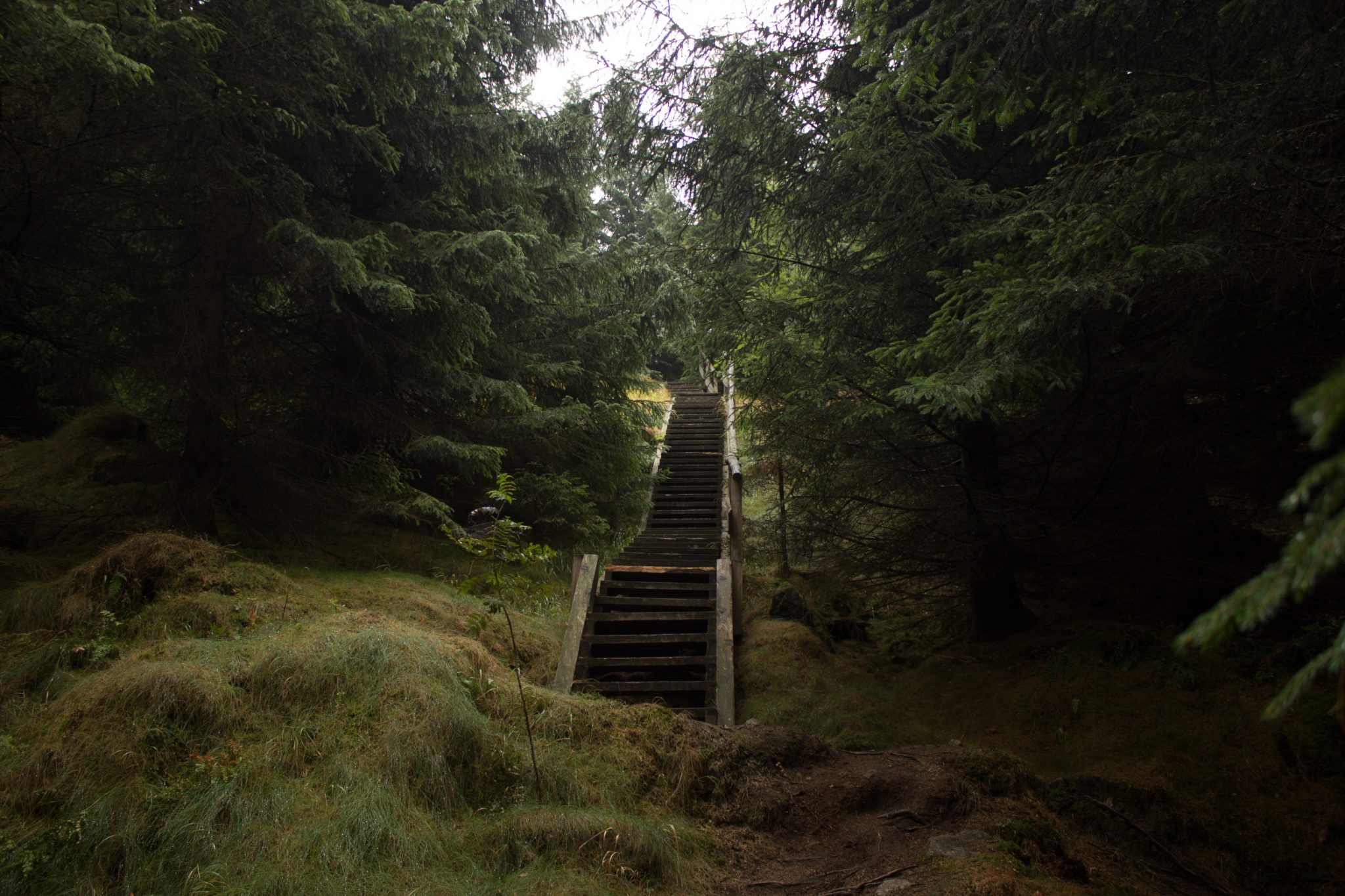 Wanderung Brocken über Heinrich-Heine-Weg Start in Ilsenburg, Nationalpark Harz, schmaler schöner Pfad zum Scharfenstein durch dichten Wald, Holztreppe, Aufstieg zum Scharfenstein