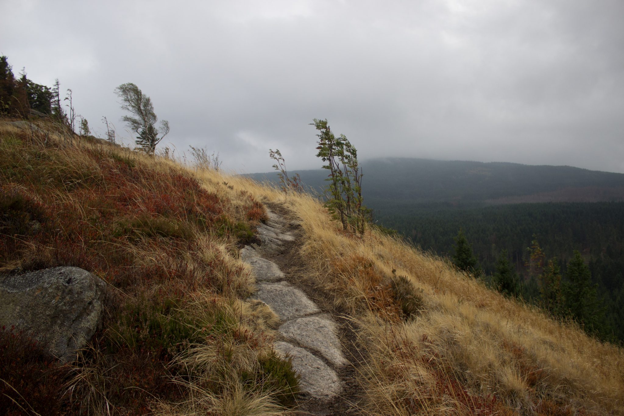 Wanderung Brocken über Heinrich-Heine-Weg Start in Ilsenburg, Nationalpark Harz, schmaler schöner Pfad zum Scharfenstein durch dichten Wald, oben grandiose Aussicht auf den Harz, frischer kühlender Wind