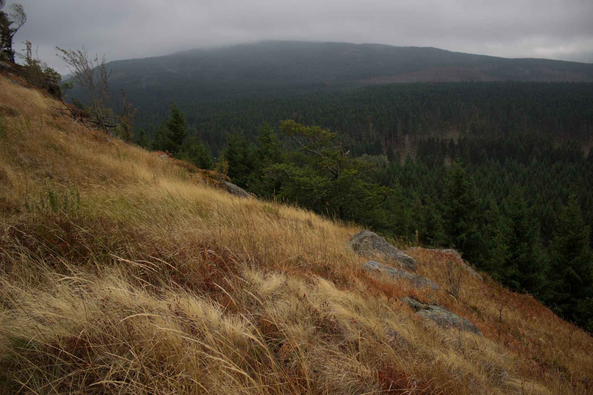 Wanderung Brocken über Heinrich-Heine-Weg Start in Ilsenburg, Nationalpark Harz, schmaler schöner Pfad zum Scharfenstein durch dichten Wald, oben grandiose Aussicht auf den Harz mit schönem Wald, frischer kühlender Wind