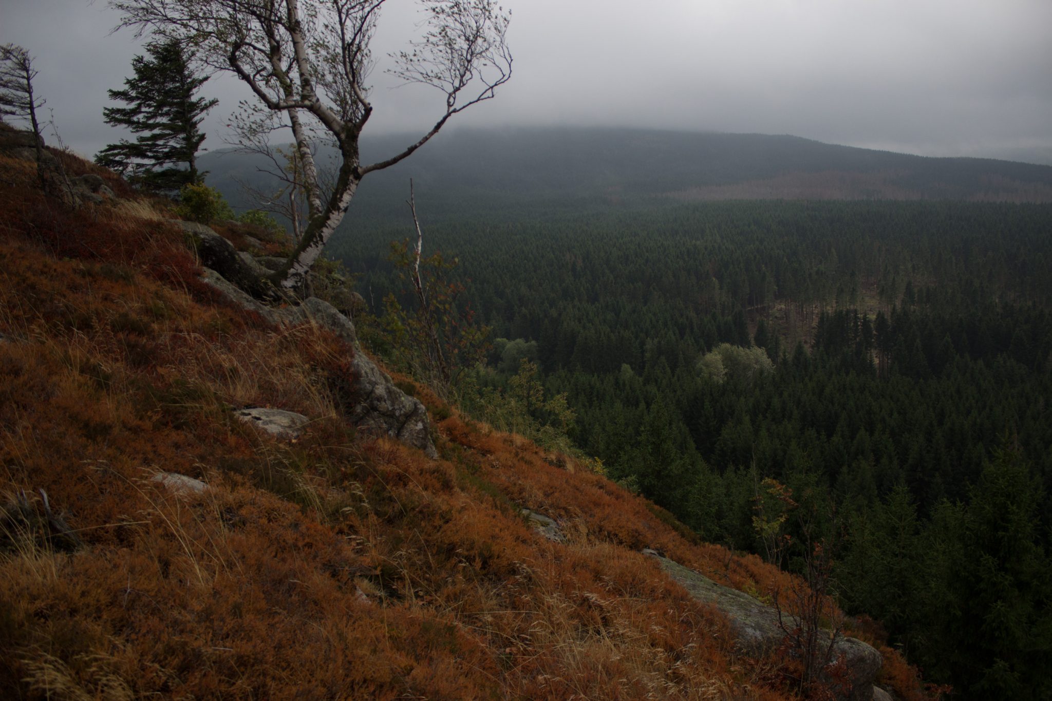 Wanderung Brocken über Heinrich-Heine-Weg Start in Ilsenburg, Nationalpark Harz, schmaler schöner Pfad zum Scharfenstein durch dichten Wald, oben grandiose Aussicht auf den Harz mit schönem Wald, frischer kühlender Wind