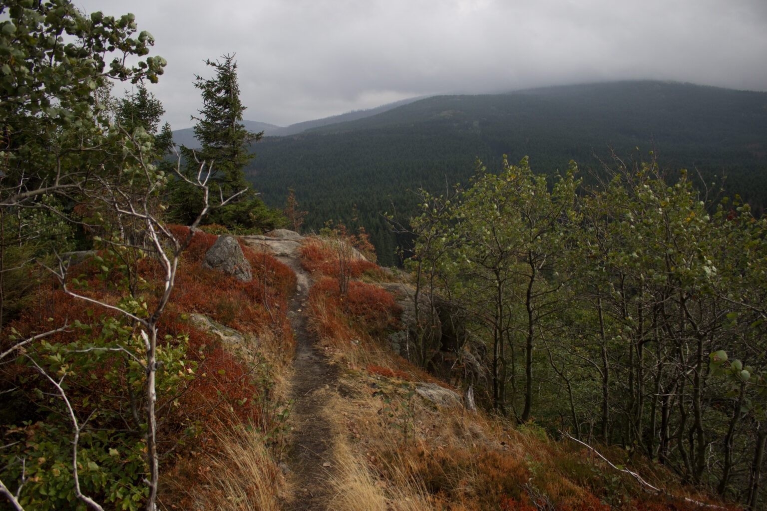 Wanderung Brocken über Heinrich-Heine-Weg Start in Ilsenburg, Nationalpark Harz, schmaler schöner Pfad zum Scharfenstein durch dichten Wald, oben grandiose Aussicht auf den Harz mit schönem Wald, frischer kühlender Wind