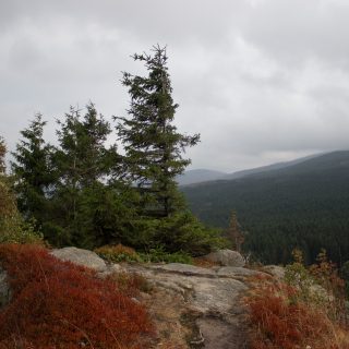 Wanderung Brocken über Heinrich-Heine-Weg Start in Ilsenburg, Nationalpark Harz, schmaler schöner Pfad zum Scharfenstein durch dichten Wald, oben grandiose Aussicht auf den Harz mit schönem Wald, frischer kühlender Wind