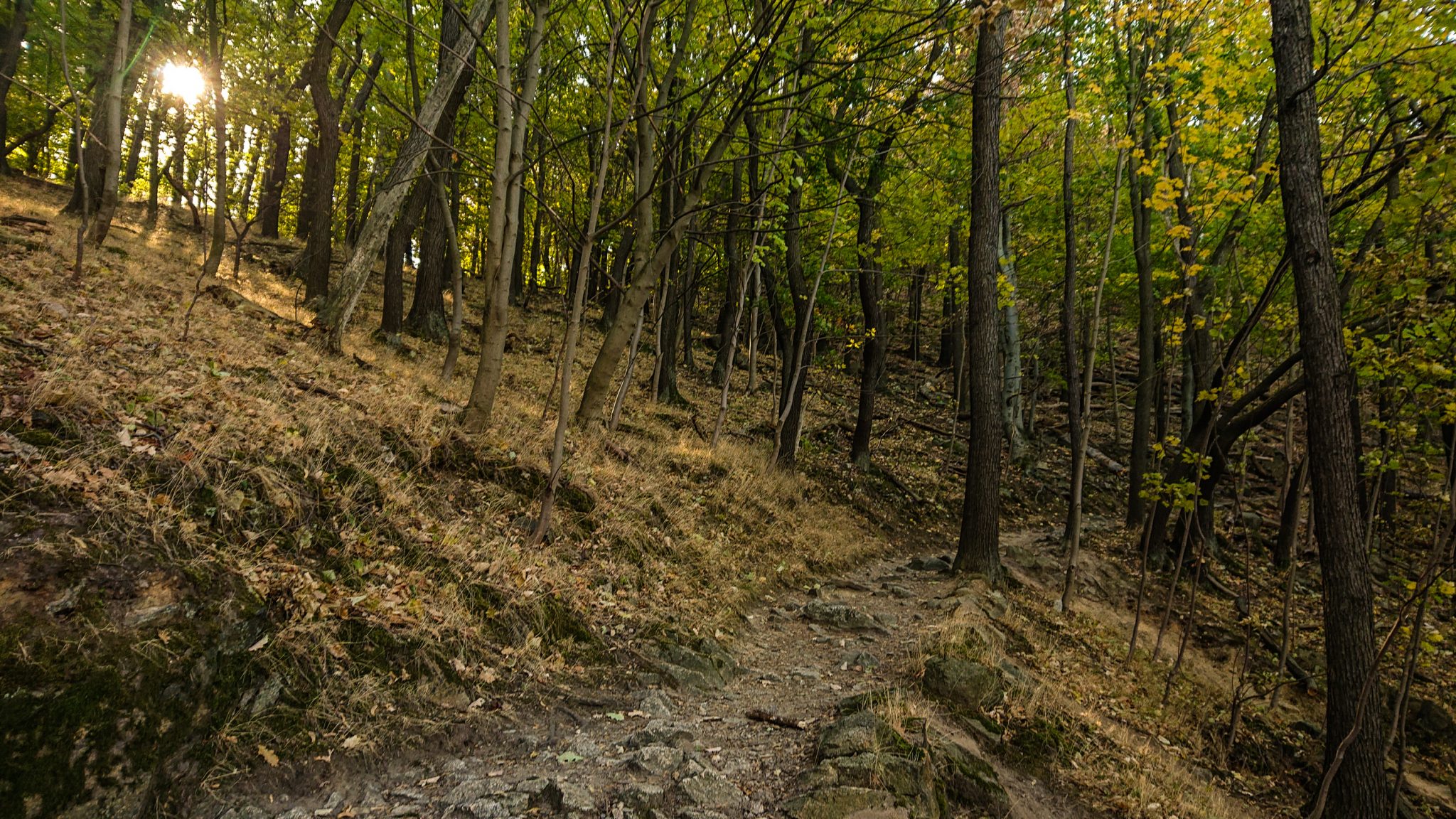 Rundwanderung Thale nach Treseburg - über Hexentanzplatz, Bodetal und Roßtrappe, schmaler Wanderweg hoch auf den Hexentanzplatz über Serpentinen, steiniger Weg durch Wald