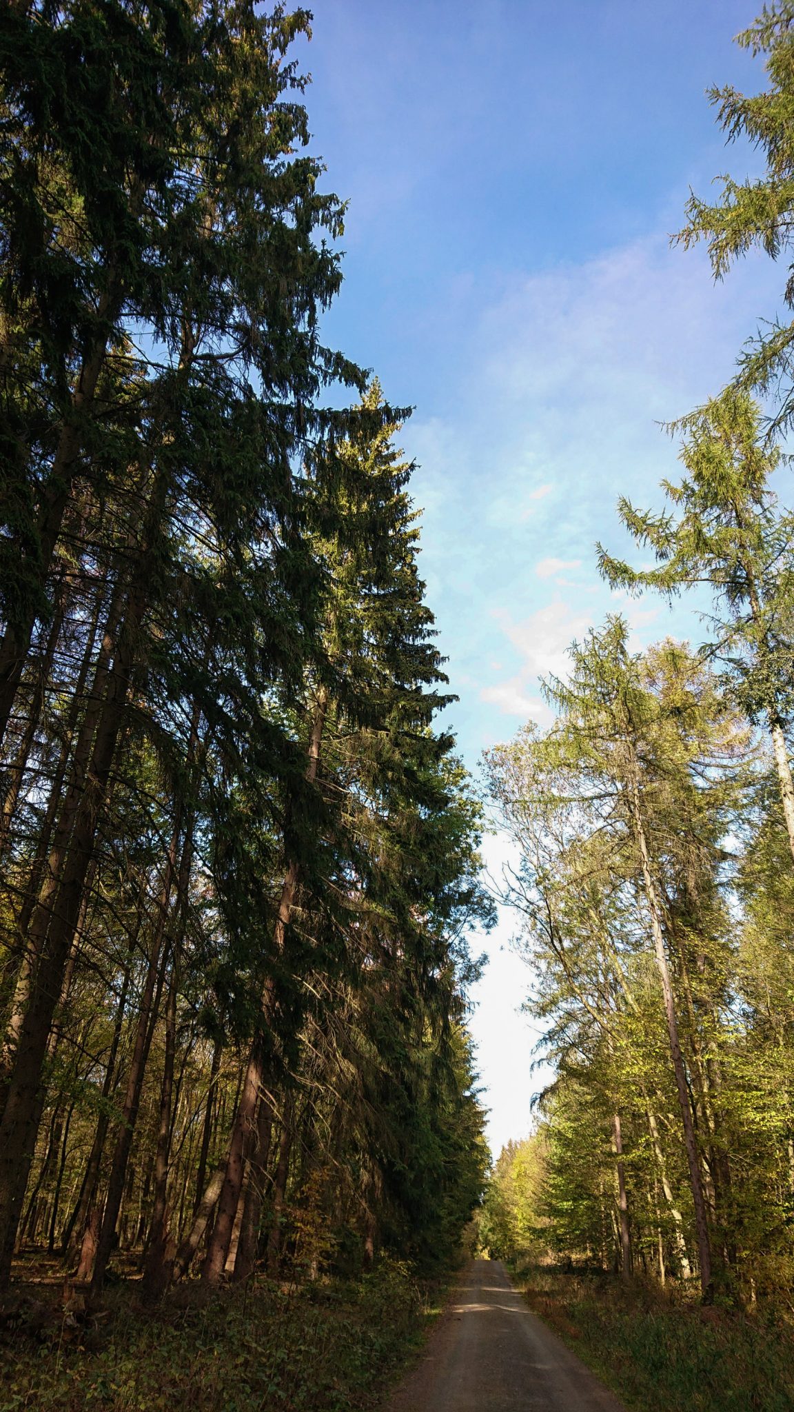 Rundwanderung Thale nach Treseburg - über Hexentanzplatz, Bodetal und Roßtrappe, Wanderweg ist breiter Forstweg zwischen Thale und Treseburg