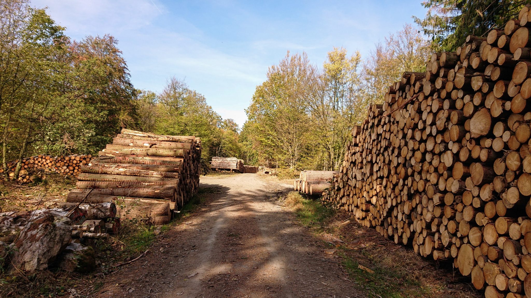 Rundwanderung Thale nach Treseburg - über Hexentanzplatz, Bodetal und Roßtrappe, Forstweg zwischen Thale und Treseburg, abgeholzte Bäume am Straßenrand