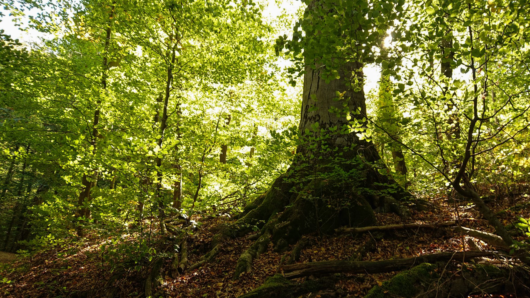 Rundwanderung Thale nach Treseburg - über Hexentanzplatz, Bodetal und Roßtrappe, großer Baum im Bodetal, Sonnenstrahlen zaubern schönes Licht im grünen Wald, Herbststimmung