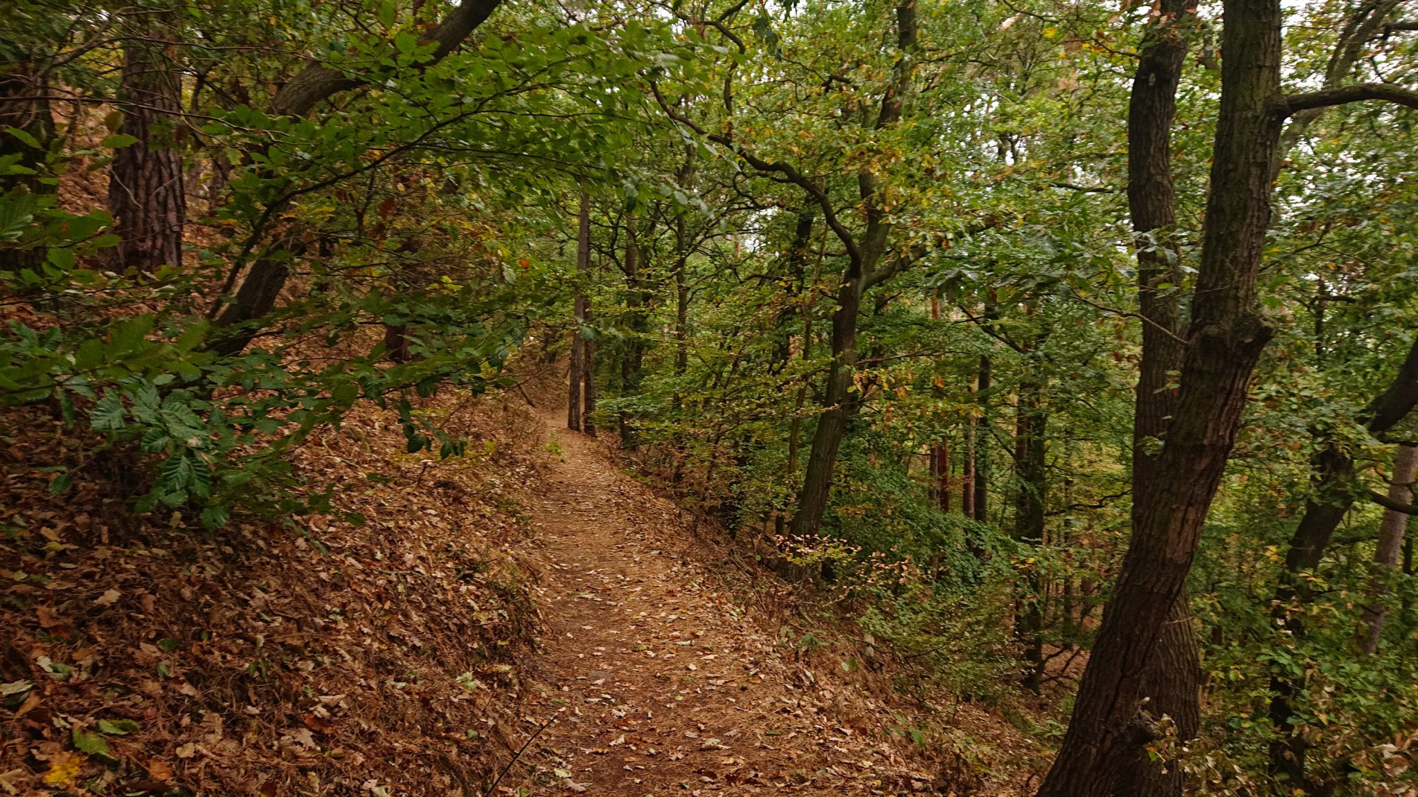 Rundwanderung auf der Blankenburger Teufelsmauer, Wanderweg über den Nordhang durch schönen, dichten Buchenwald, schmaler Wanderpfad