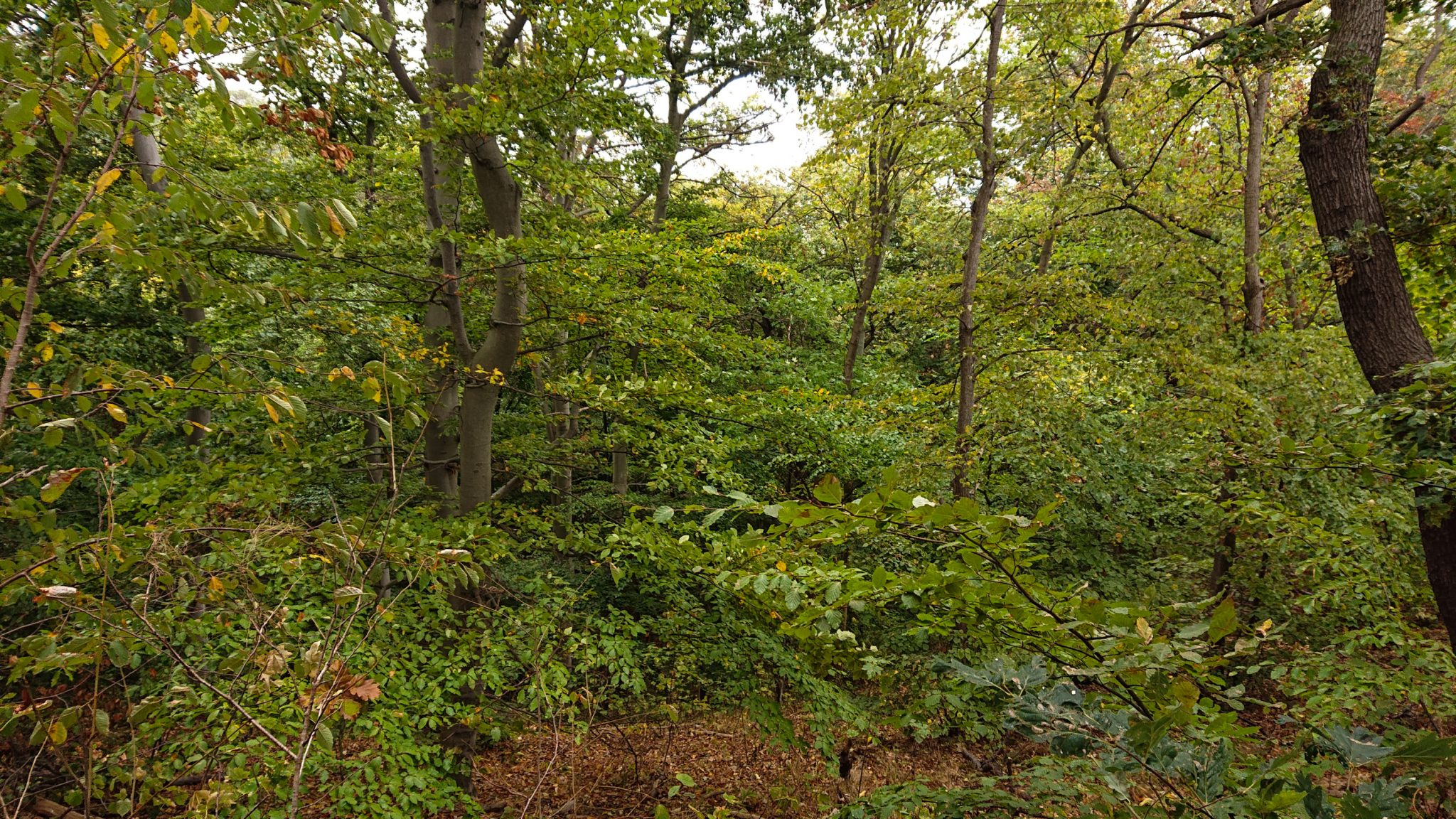 Rundwanderung auf der Blankenburger Teufelsmauer, Wanderung über den Nordhang durch schönen, dichten Buchenwald
