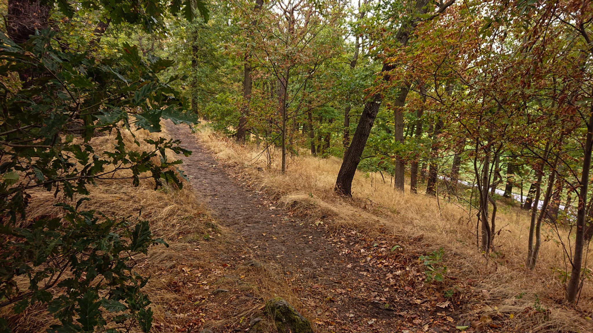 Rundwanderung auf der Blankenburger Teufelsmauer, Wanderweg über den Nordhang durch schönen, dichten Buchenwald, schmaler Wanderpfad