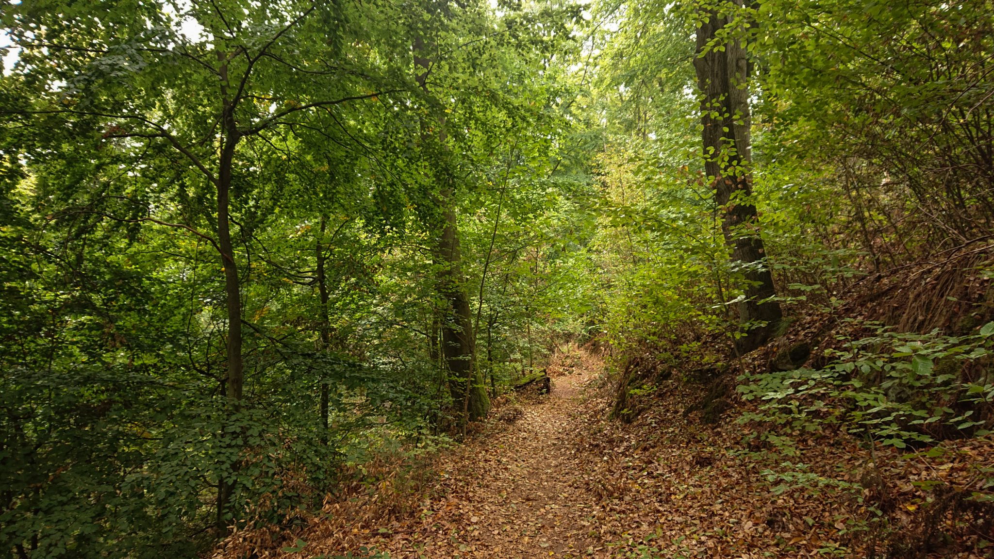 Rundwanderung auf der Blankenburger Teufelsmauer, Wanderweg über den Nordhang durch schönen, dichten Buchenwald, schmaler Wanderpfad