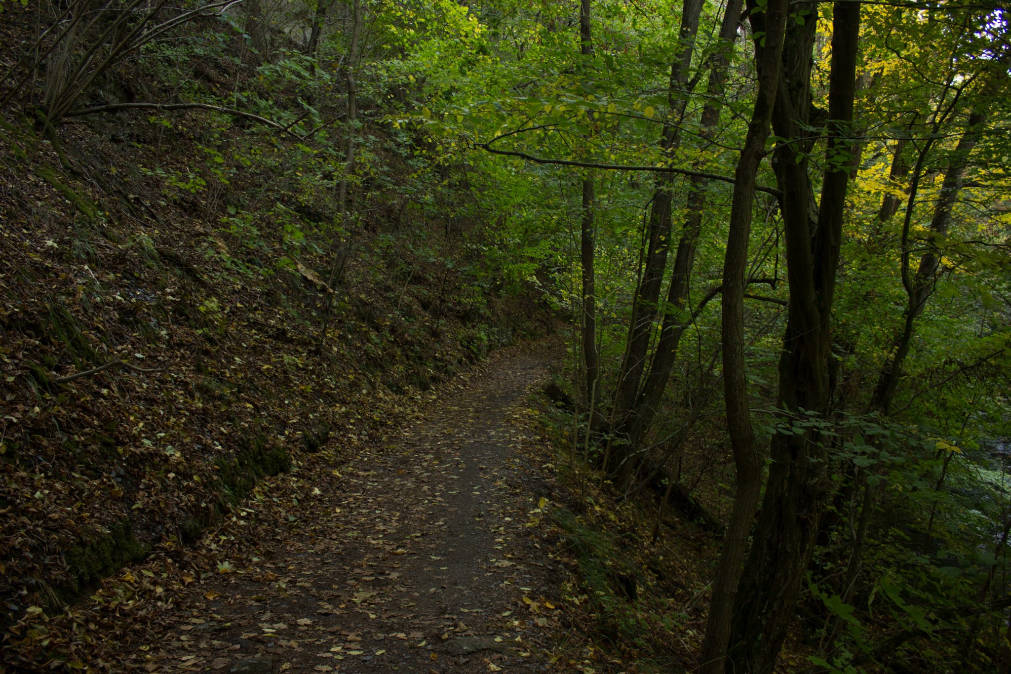 Rundwanderung Thale nach Treseburg - über Hexentanzplatz, Bodetal und Roßtrappe, naturbelassener Wanderweg im schönen Bodetal, umgeben von dichtem grünen Wald, Bode fließt durch idyllisches Tal