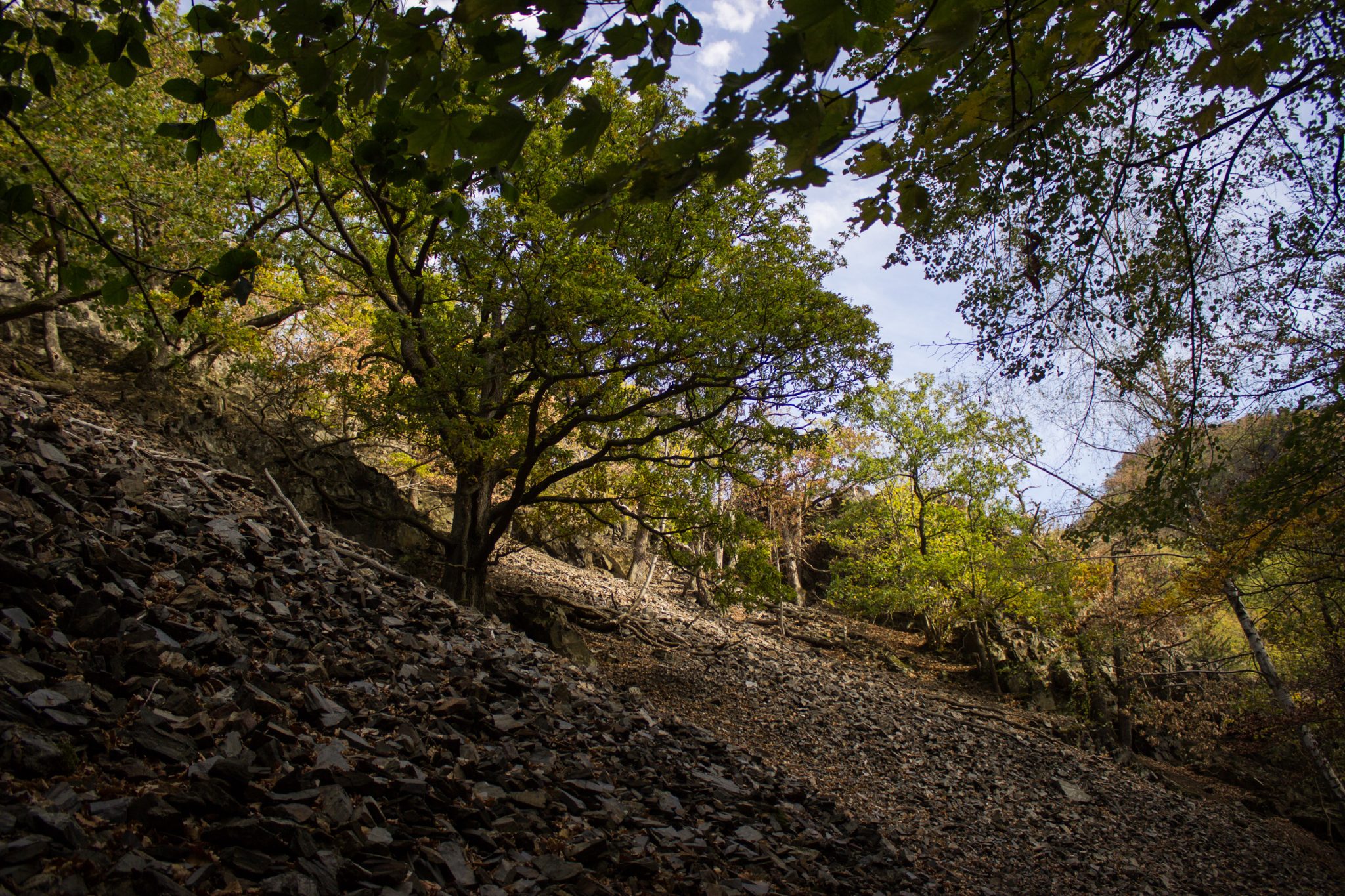 Rundwanderung Thale nach Treseburg - über Hexentanzplatz, Bodetal und Roßtrappe, Wanderweg im Bodetal, großer Erdrutsch hat Vegetation zerstört, schöner dichter Wald entsteht neu