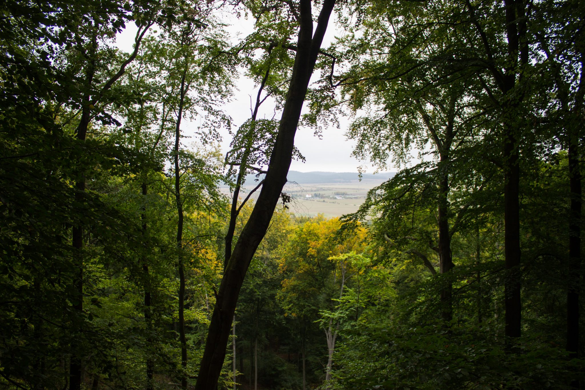 Rundwanderung auf der Blankenburger Teufelsmauer, Wanderung über den Nordhang durch schönen, dichten Buchenwald, weite Aussicht durch Baumlücke