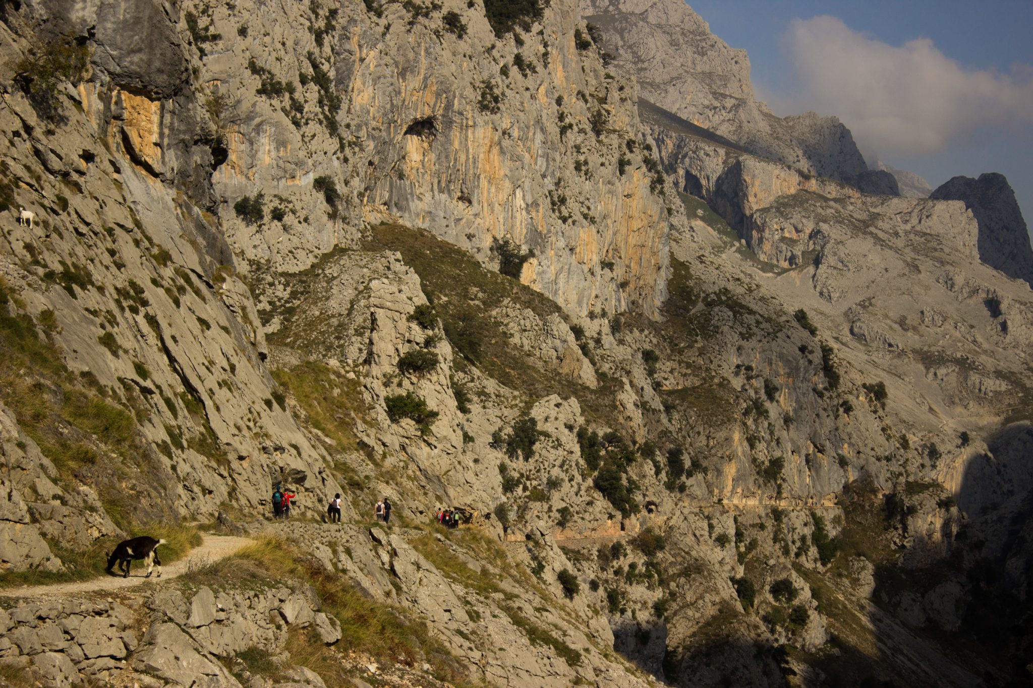 Ruta del Cares wandern in den Picos de Europa, Wanderung durch die göttliche Schlucht im Nationalpark Picos de Europa im Norden von Spanien, schmaler Wanderweg durch die Schlucht im Cares Tal, atemberaubende und abwechslungsreiche Aussicht, steile Felswände, tiefe Schlucht mit Fluss Cares