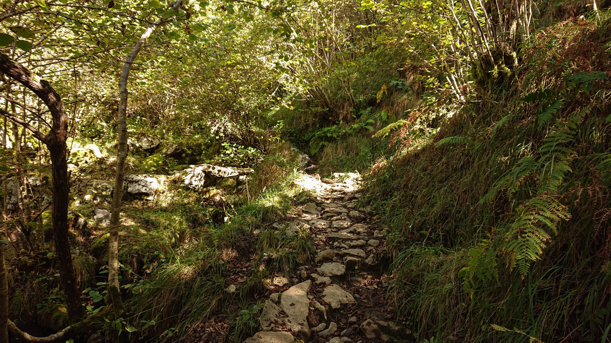 Wanderung Poncebos nach Bulnes in den Picos de Europa, Wanderpfad durch lichten Wald, tolles Wanderwetter, Steine, grüne Farne