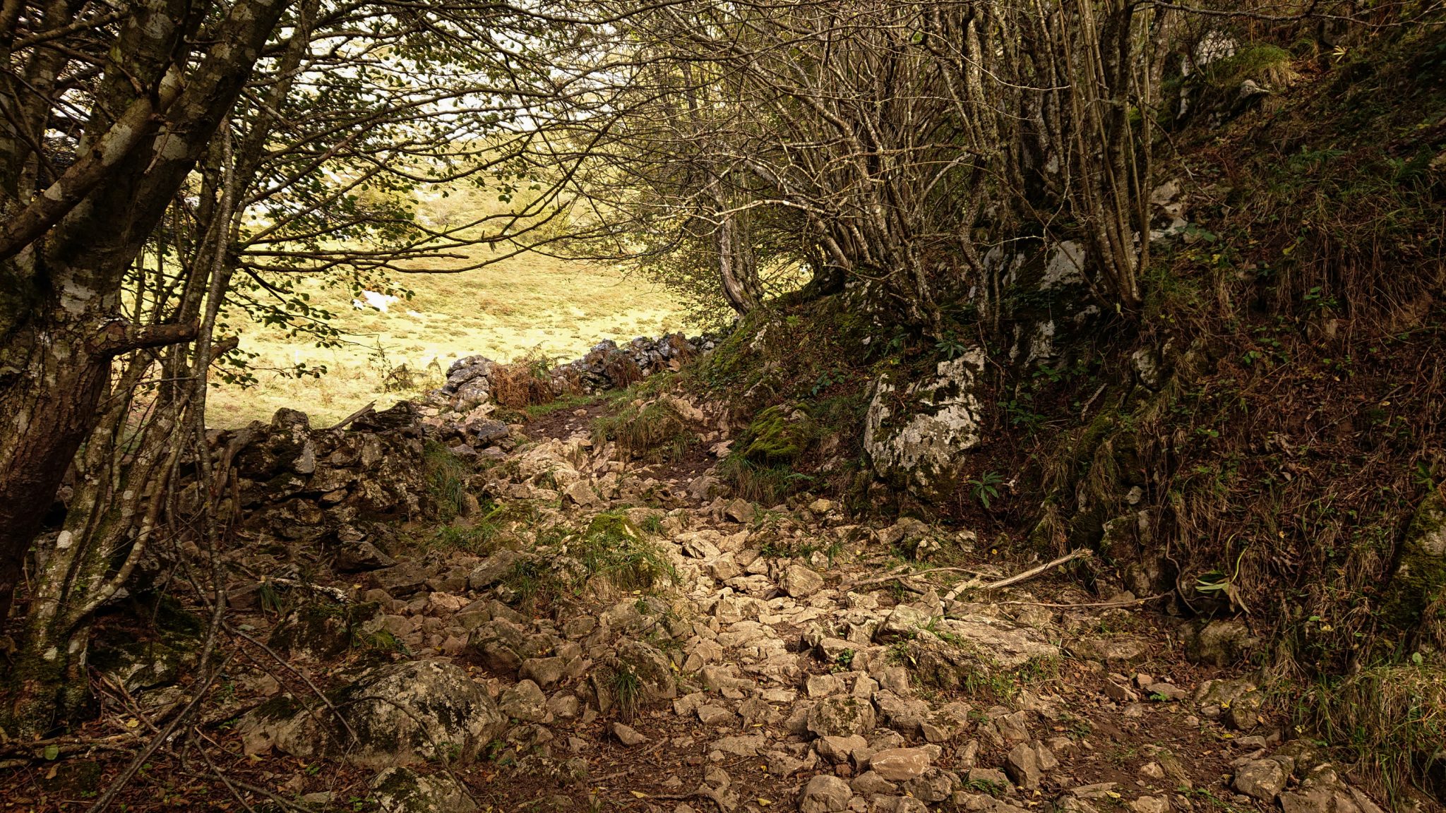 Wanderung Poncebos nach Bulnes in den Picos de Europa, Wanderpfad durch lichten Wald, tolles Wanderwetter, Steine