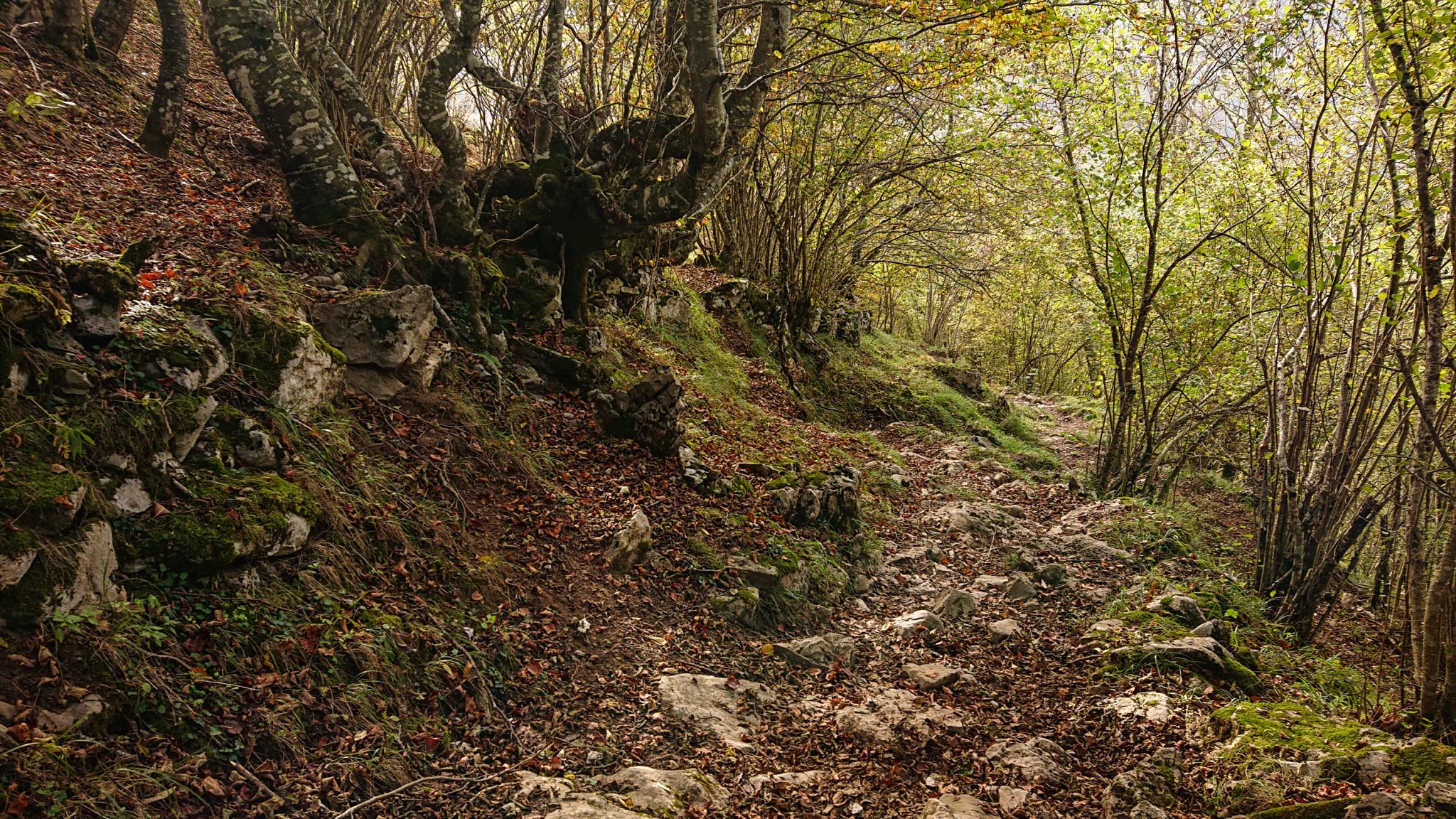 Wanderung Poncebos nach Bulnes in den Picos de Europa, Wanderpfad durch lichten Wald, tolles Wanderwetter, Steine