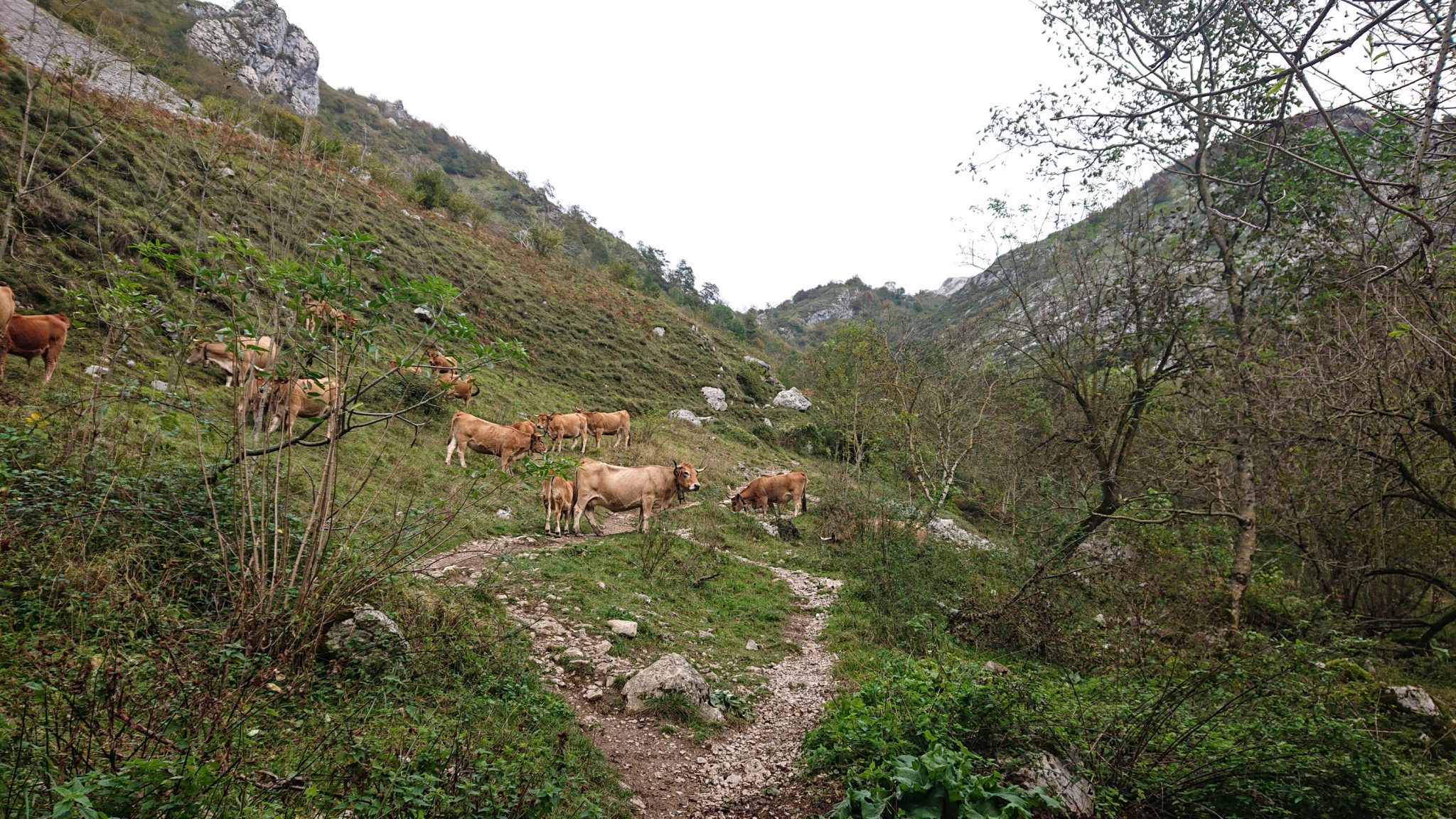 Wanderung Poncebos nach Bulnes in den Picos de Europa, schmaler Wanderpfad zwischen hohen Felswänden, saftig grüne Wiese, Steine und Geröll, tolles Wanderwetter, Kühe stehen auf dem Wanderweg