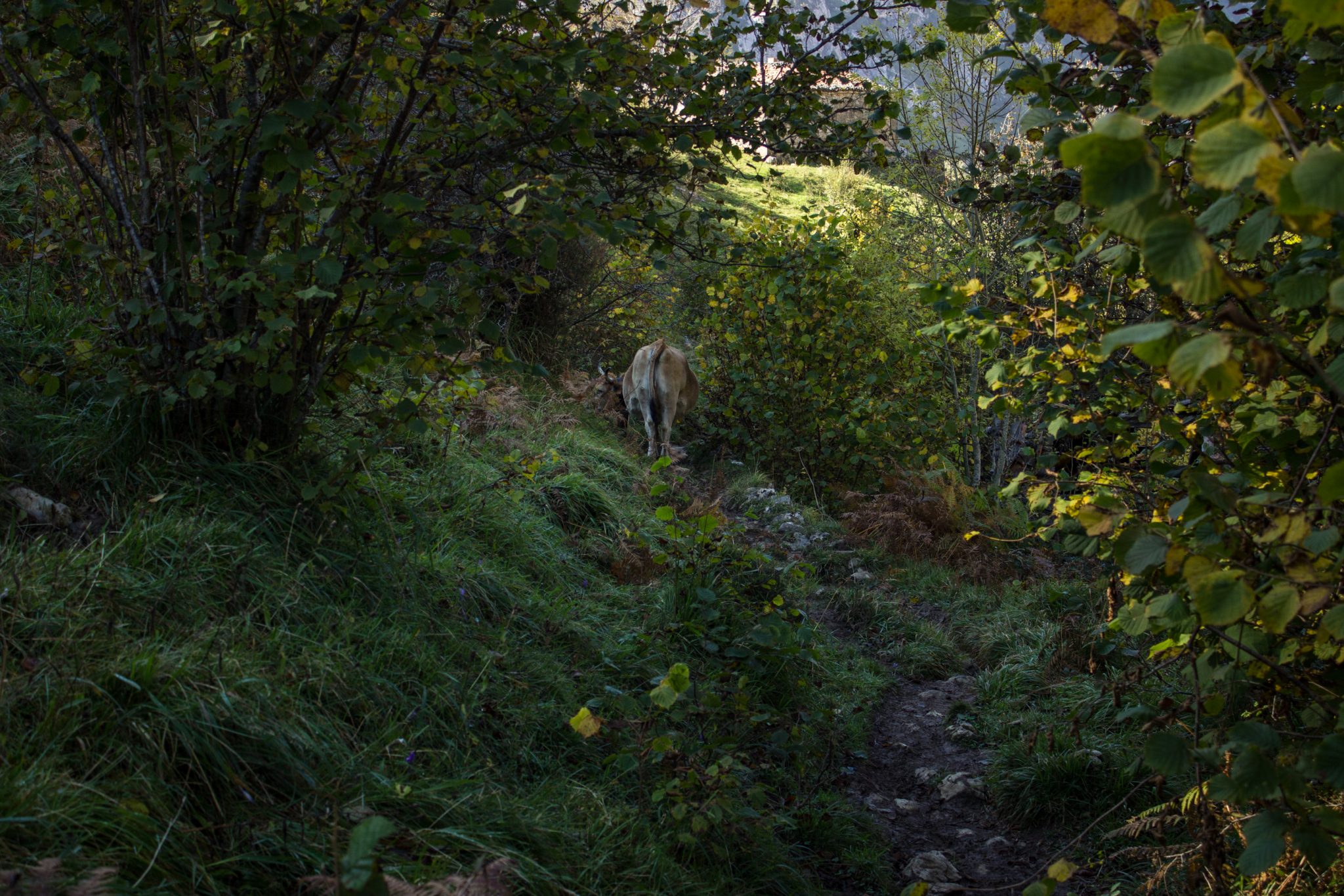Wanderung Poncebos nach Bulnes in den Picos de Europa, schmaler Wanderpfad, saftig grüne Wiese, Steine und Geröll, tolles Wanderwetter, Kuh steht auf dem Wanderweg