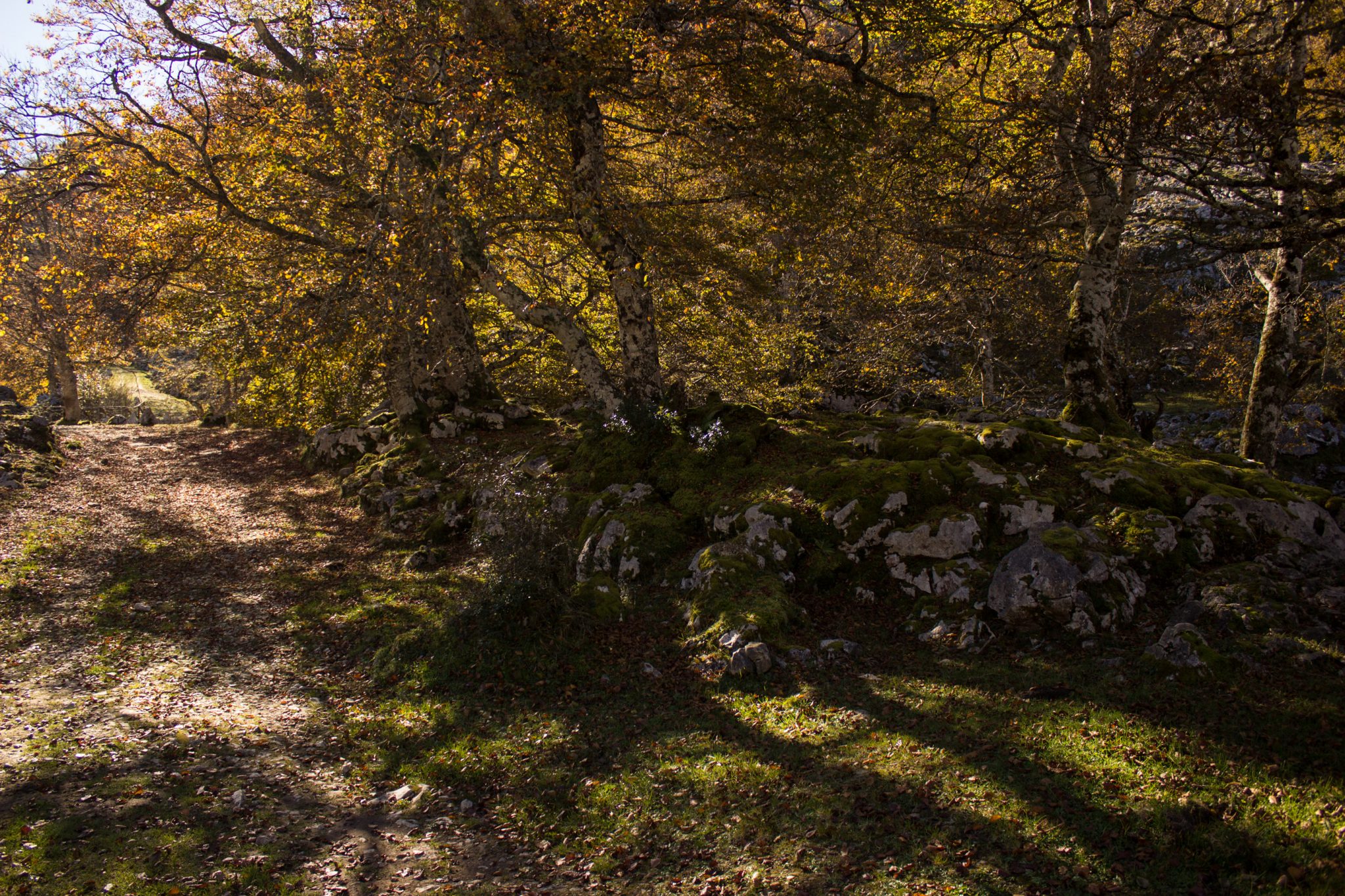 Wanderung Mirador de Ordiales Picos de Europa Spanien,  Herbst, Herbststimmung, Wanderweg, Bäume, Wald