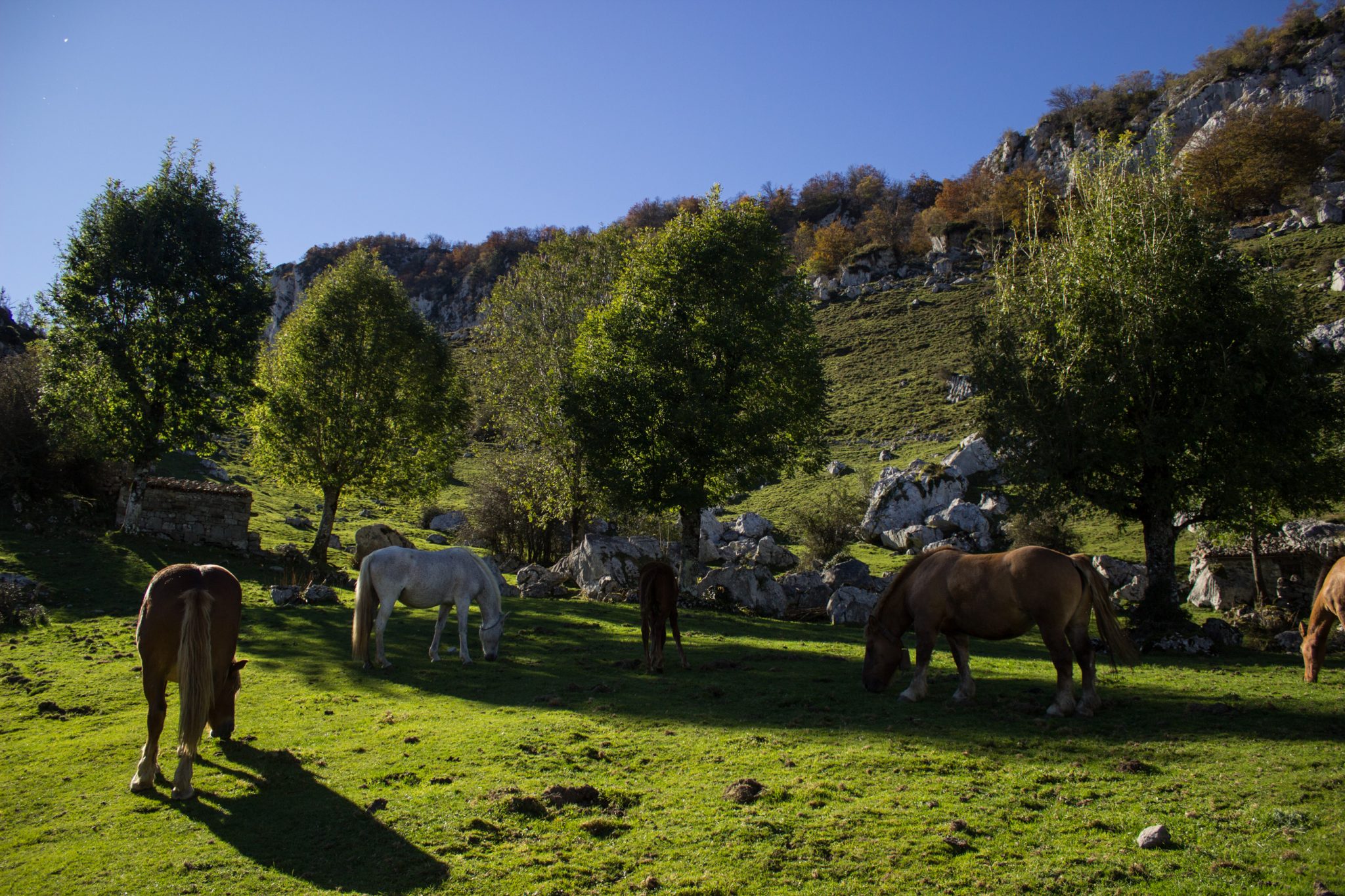 Wanderung Mirador de Ordiales Picos de Europa Spanien, grüne Wiese, Pferde