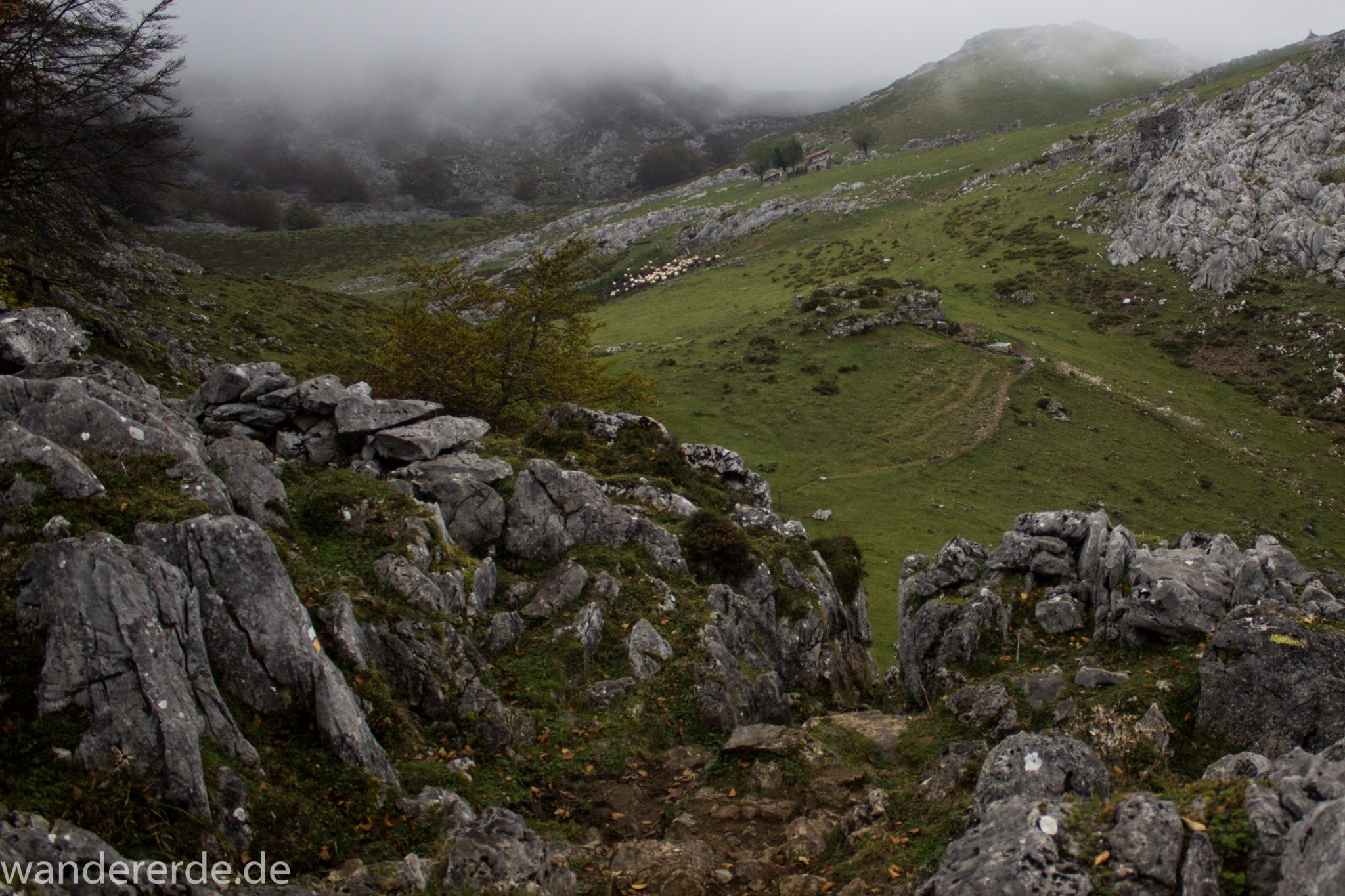 Wanderung Vega de Ario Picos de Europa Spanien, Bäume in Bergregion, Steine, dichte Wolkenfelder, zerklüftete Felsen, schöne Aussicht auf grüne Wiese, schmaler Wanderpfad, wandern