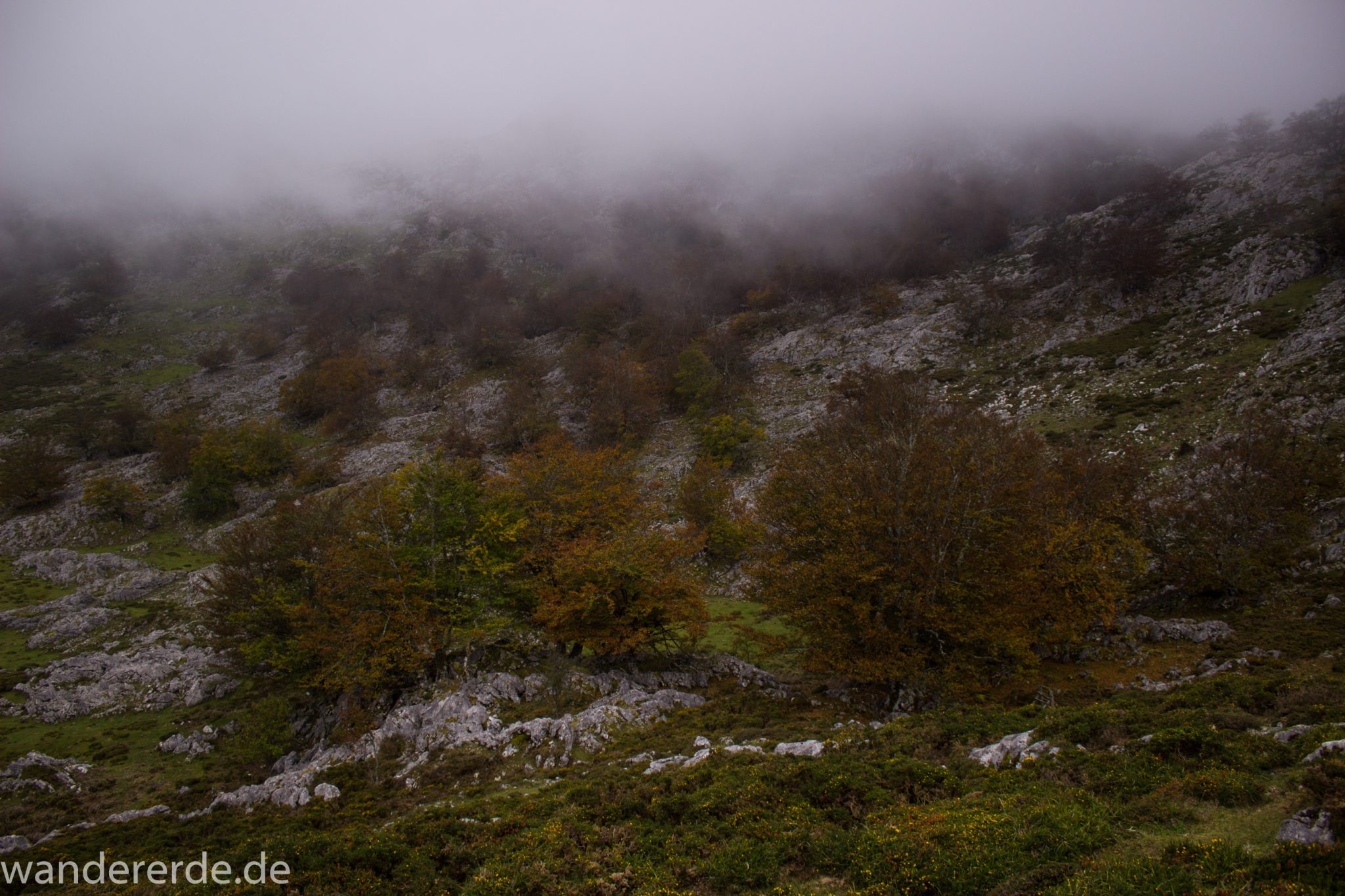 Wanderung Vega de Ario Picos de Europa Spanien, Bäume in Bergregion, Steine, dichte Wolkenfelder, zerklüftete Felsen, keine weite Aussicht, grüne Wiese, tolle Atmosphäre
