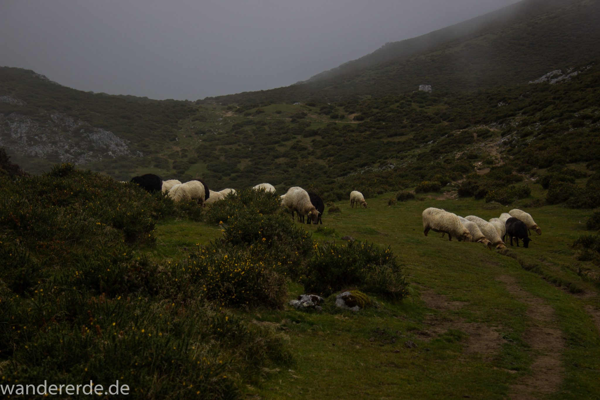 Wanderung Vega de Ario Picos de Europa Spanien, Schafe grasen auf Wiese, dichte Wolken, Bergregion in Nordspanien, Wandern, atmosphärisch, saftig grüne Wiese und Büsche