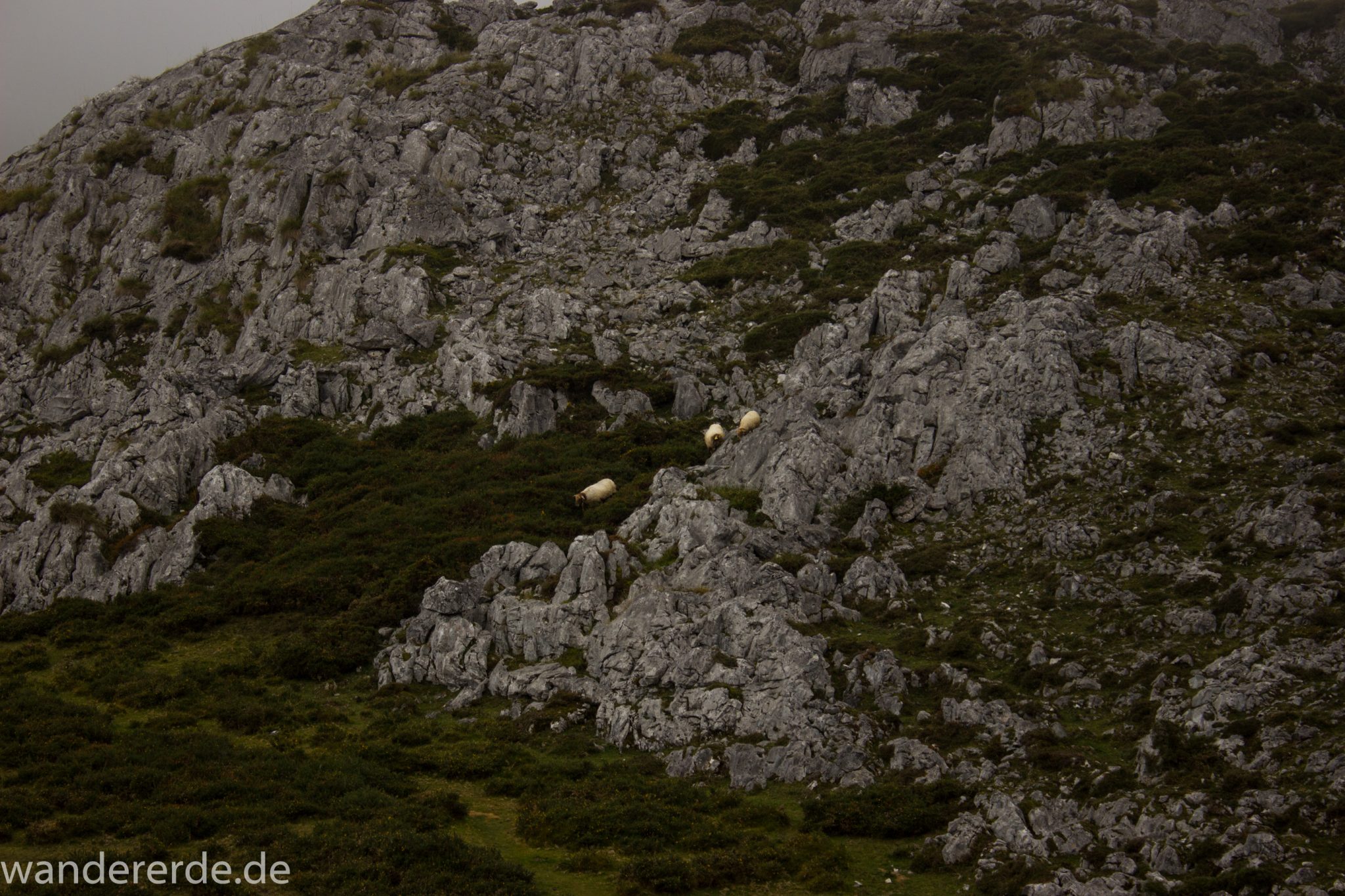Wanderung Vega de Ario Picos de Europa Spanien, Schafe grasen auf Wiese, Berghang, dichte Wolken, Bergregion in Nordspanien, Wandern, atmosphärisch, saftig grüne Wiese und Büsche