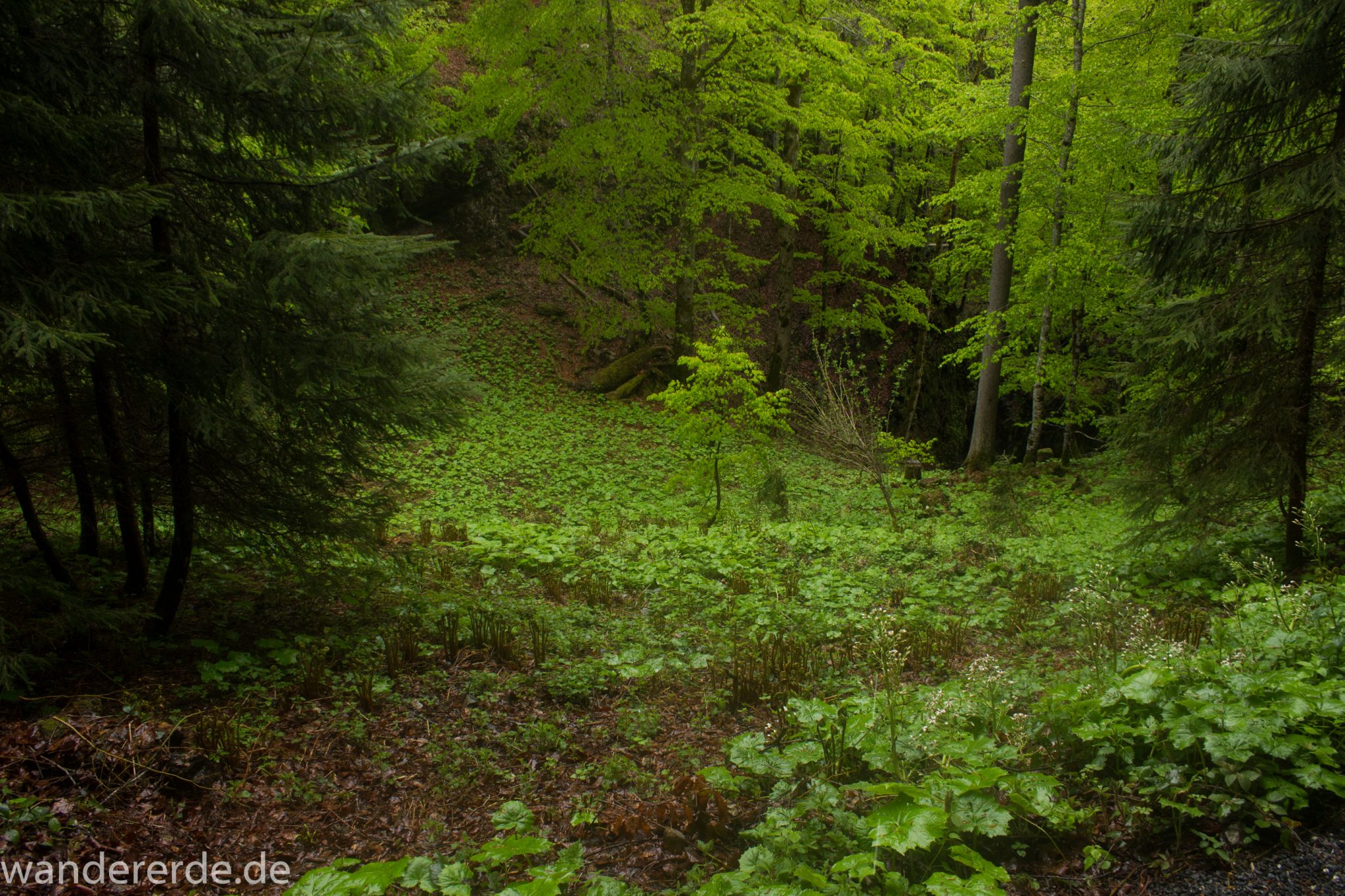 Wanderung bei der Breitachklamm im Allgäu, Wanderweg zum Waldhaus umgeben von schönem Wald
