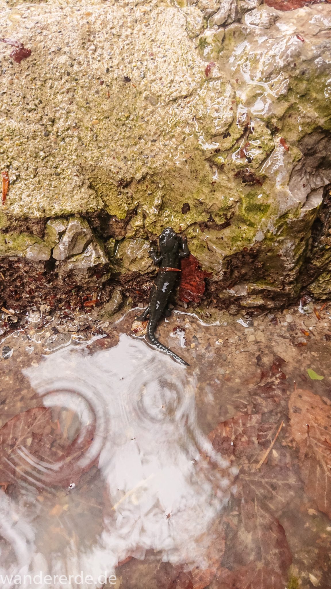 Wanderung bei der Breitachklamm im Allgäu, toller Wanderweg, kleine Echse am Wegrand