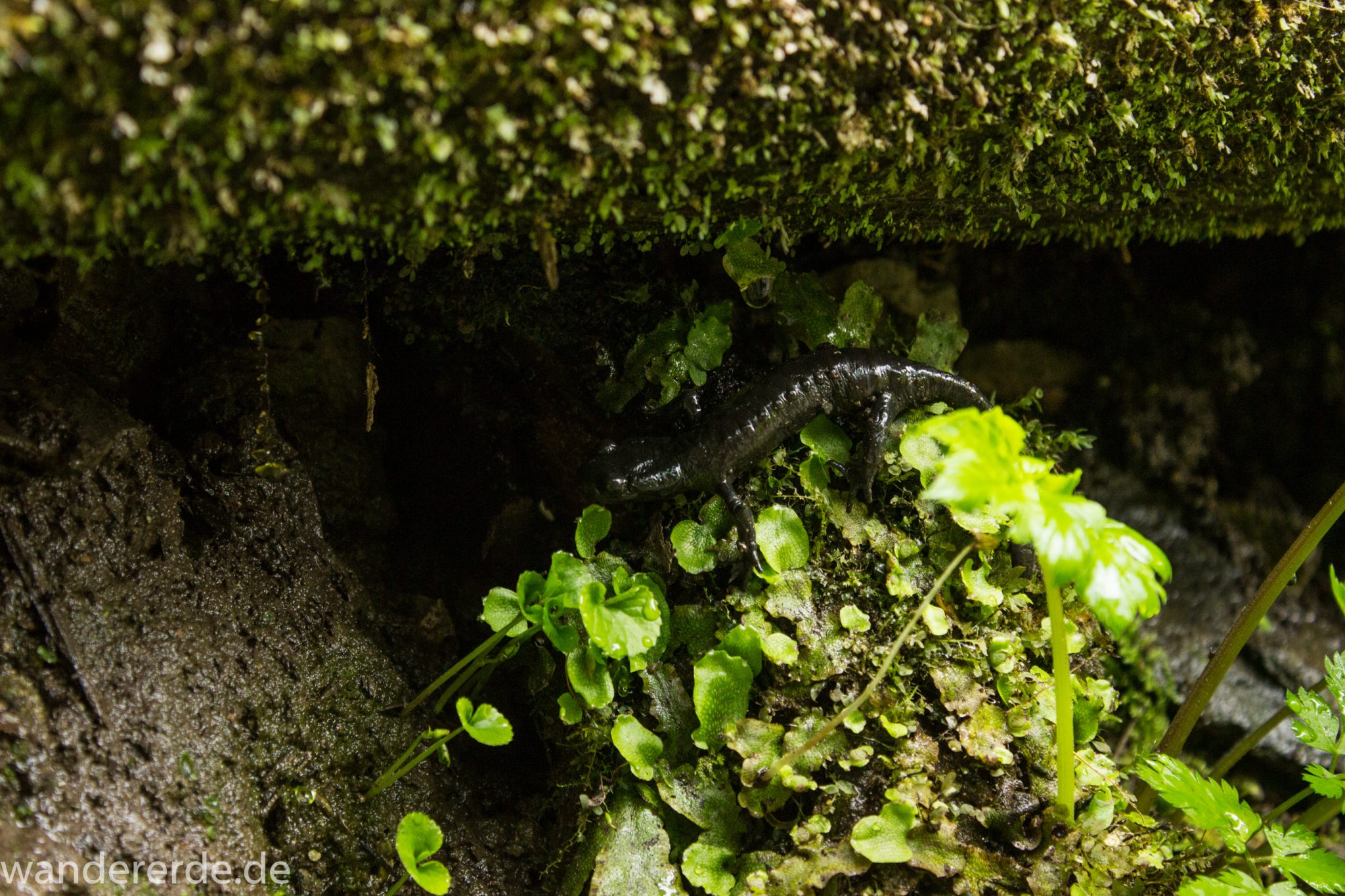 Wanderung bei der Breitachklamm im Allgäu, toller Wanderweg, kleine Echse am Wegrand, moosbewachsener Stein