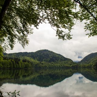 Alpsee bei Hohenschwangau, in der Nähe von Schloss Neuschwanstein, Aussicht auf Alpsee mit grünem Wald ringsrum, Laubbaum, Nadelbaum, dichte Bewölkung, Umgebung spiegelt sich im See